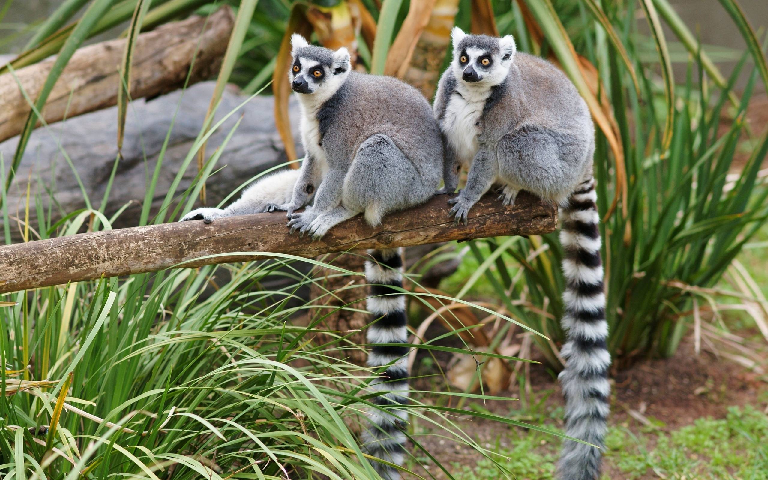 Cute Lemur Wallpapers Top Free Cute Lemur Backgrounds WallpaperAccess