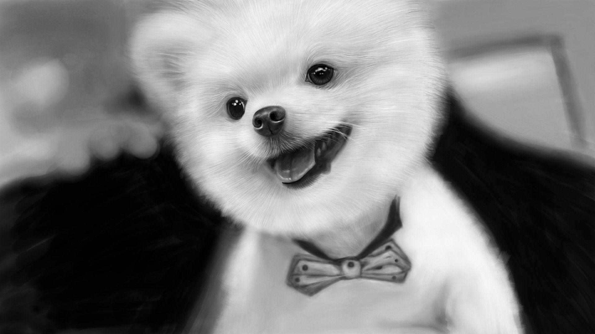 Funny Dog Wallpapers Top Free Funny Dog Backgrounds WallpaperAccess