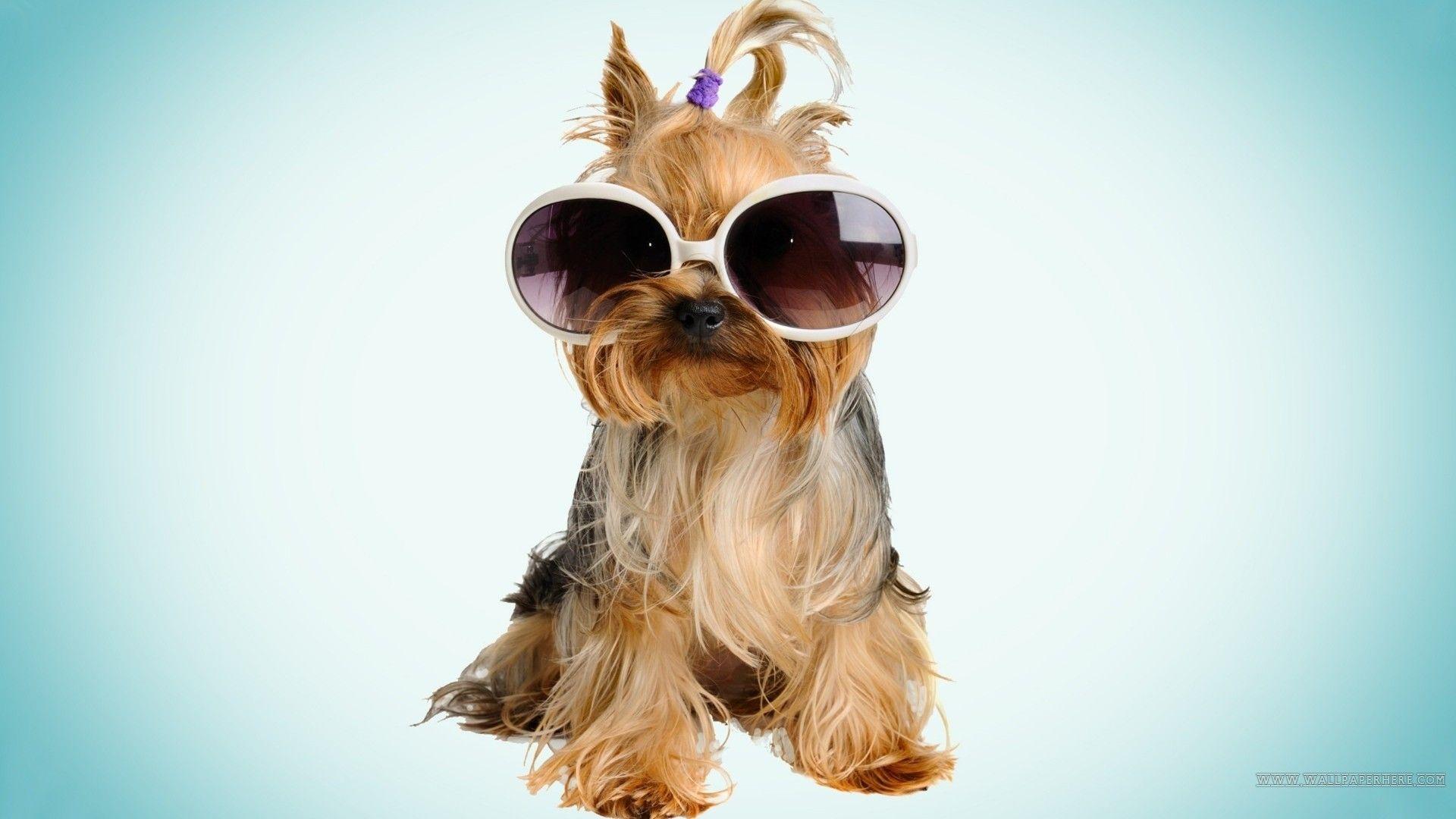 Funny Dog Wallpapers Top Free Funny Dog Backgrounds WallpaperAccess