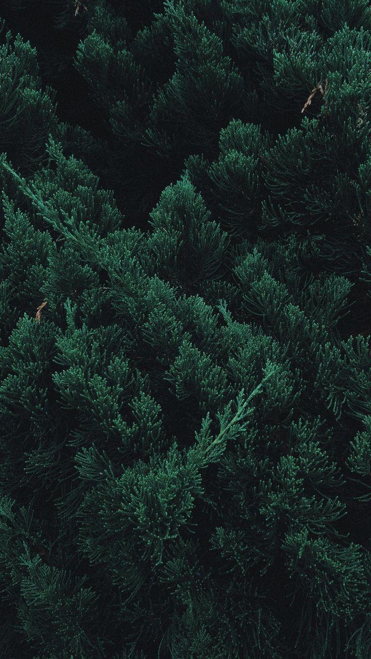 Dark Green Forest Wallpapers Top Free Dark Green Forest Backgrounds