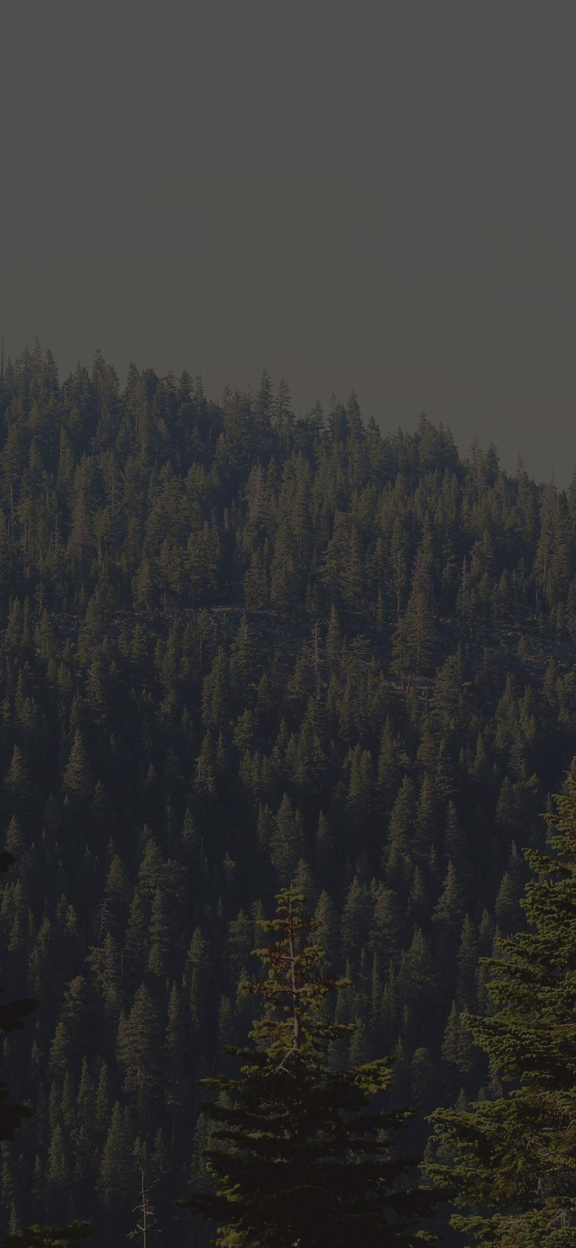 Dark Green Forest Wallpapers Top Free Dark Green Forest Backgrounds