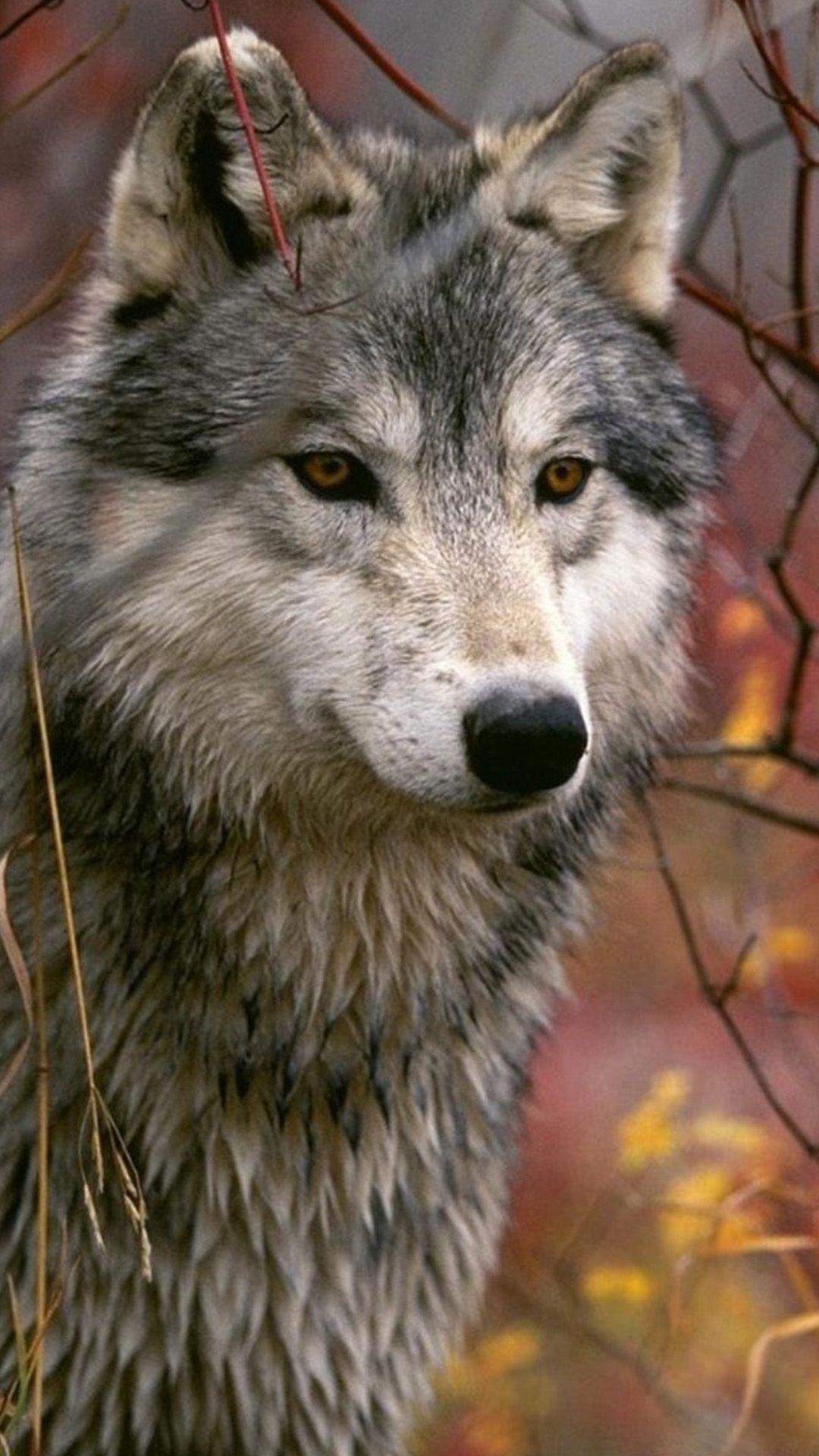 iPhone Animal Wallpapers Top Free iPhone Animal Backgrounds