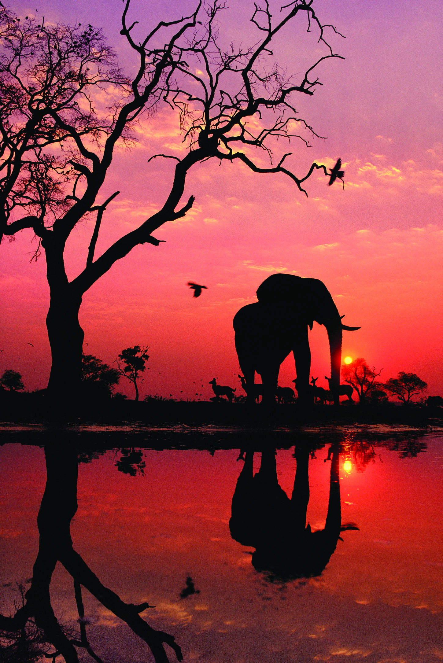 Elephant Sunset Wallpapers Top Free Elephant Sunset Backgrounds