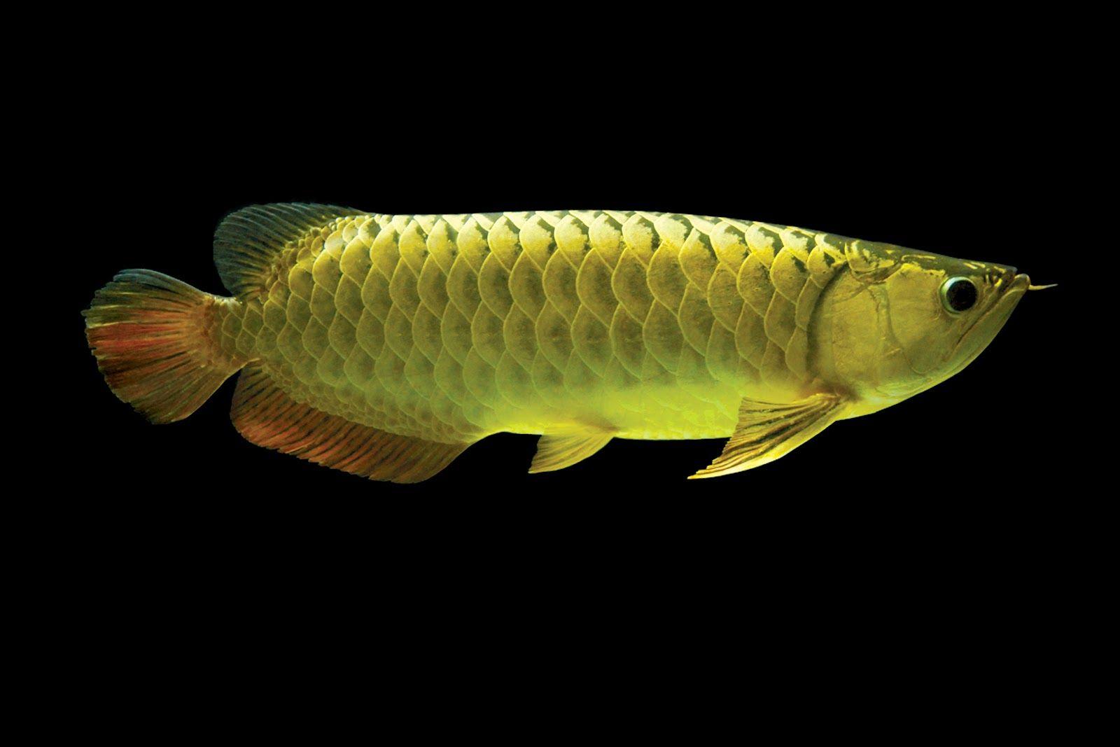 Arowana Fish Wallpapers Top Free Arowana Fish Backgrounds