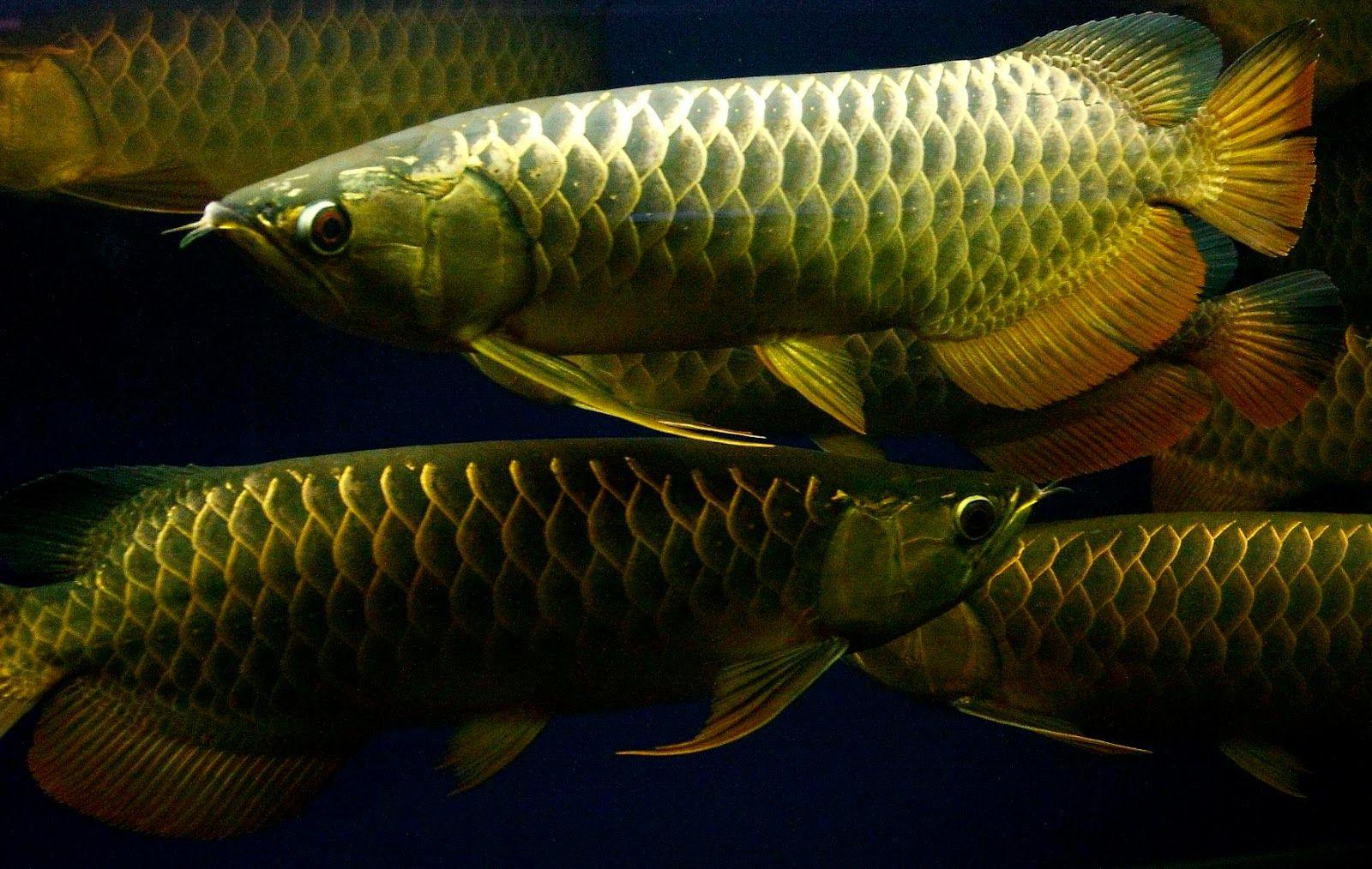 Arowana Fish Wallpapers Top Free Arowana Fish Backgrounds
