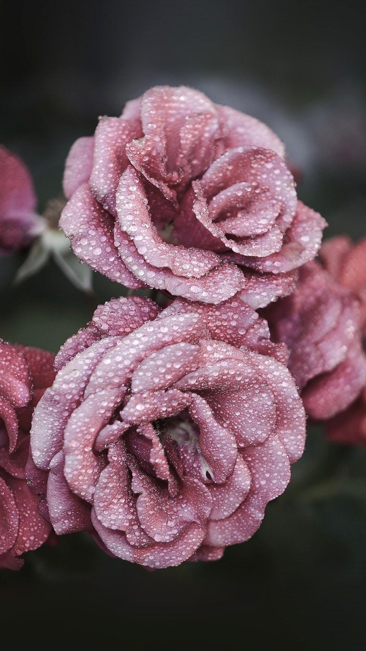 Gold Floral iPhone Wallpapers Top Free Gold Floral iPhone Backgrounds