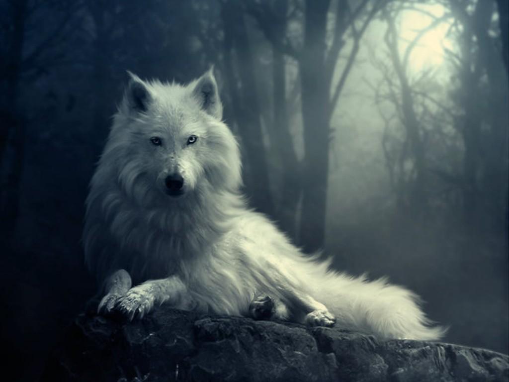 Spirit Animal Wolf Wallpapers Top Free Spirit Animal Wolf Backgrounds