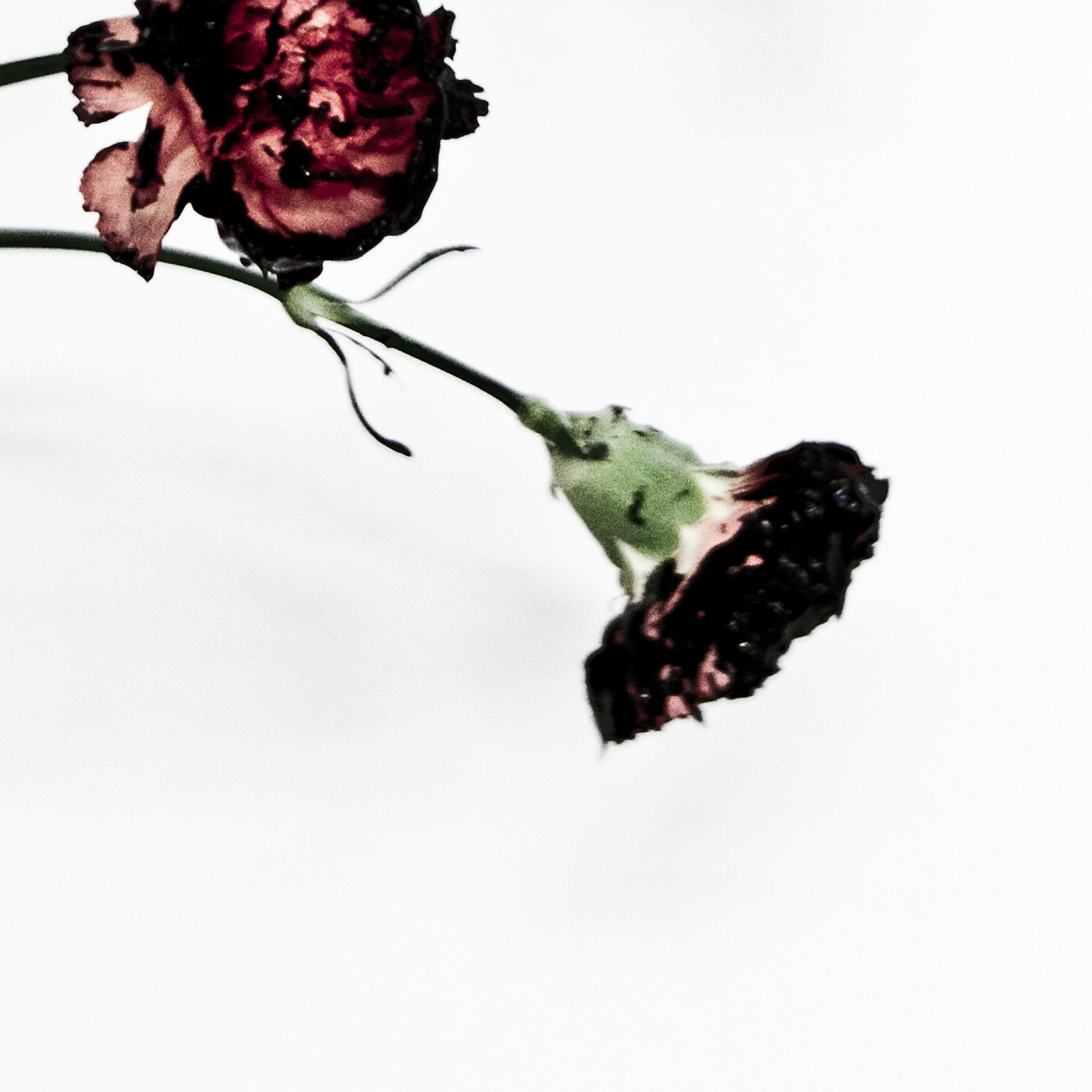 Future Album Cover Wallpapers Top Free Future Album Cover Backgrounds