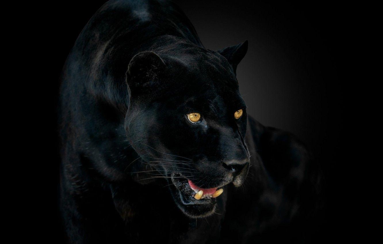 Black Panther Eyes Wallpapers Top Free Black Panther Eyes Backgrounds