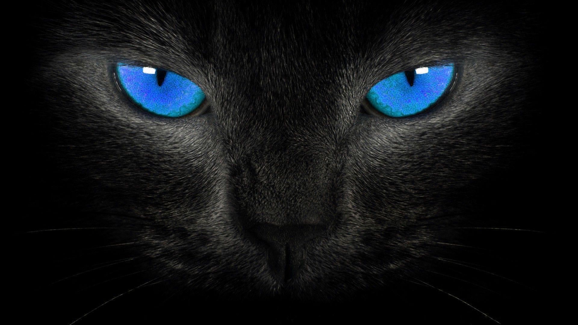 Black Cat Blue Eyes Wallpapers Top Free Black Cat Blue Eyes