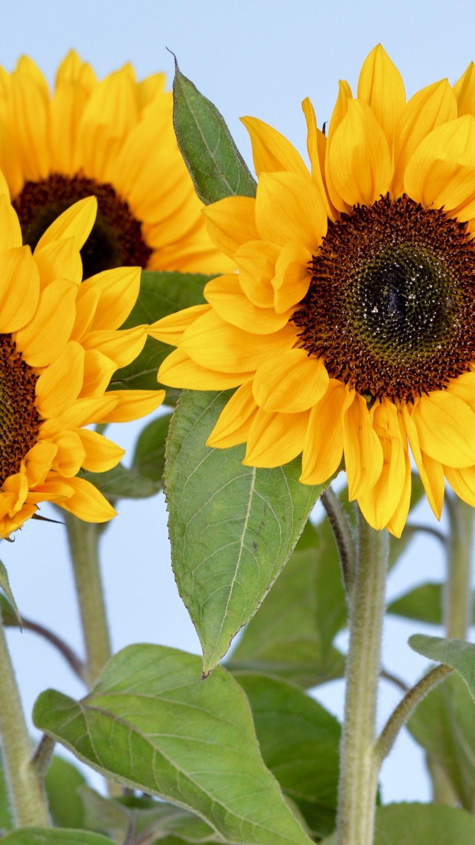 Sunflower 4k Wallpapers Top Free Sunflower 4k Backgrounds