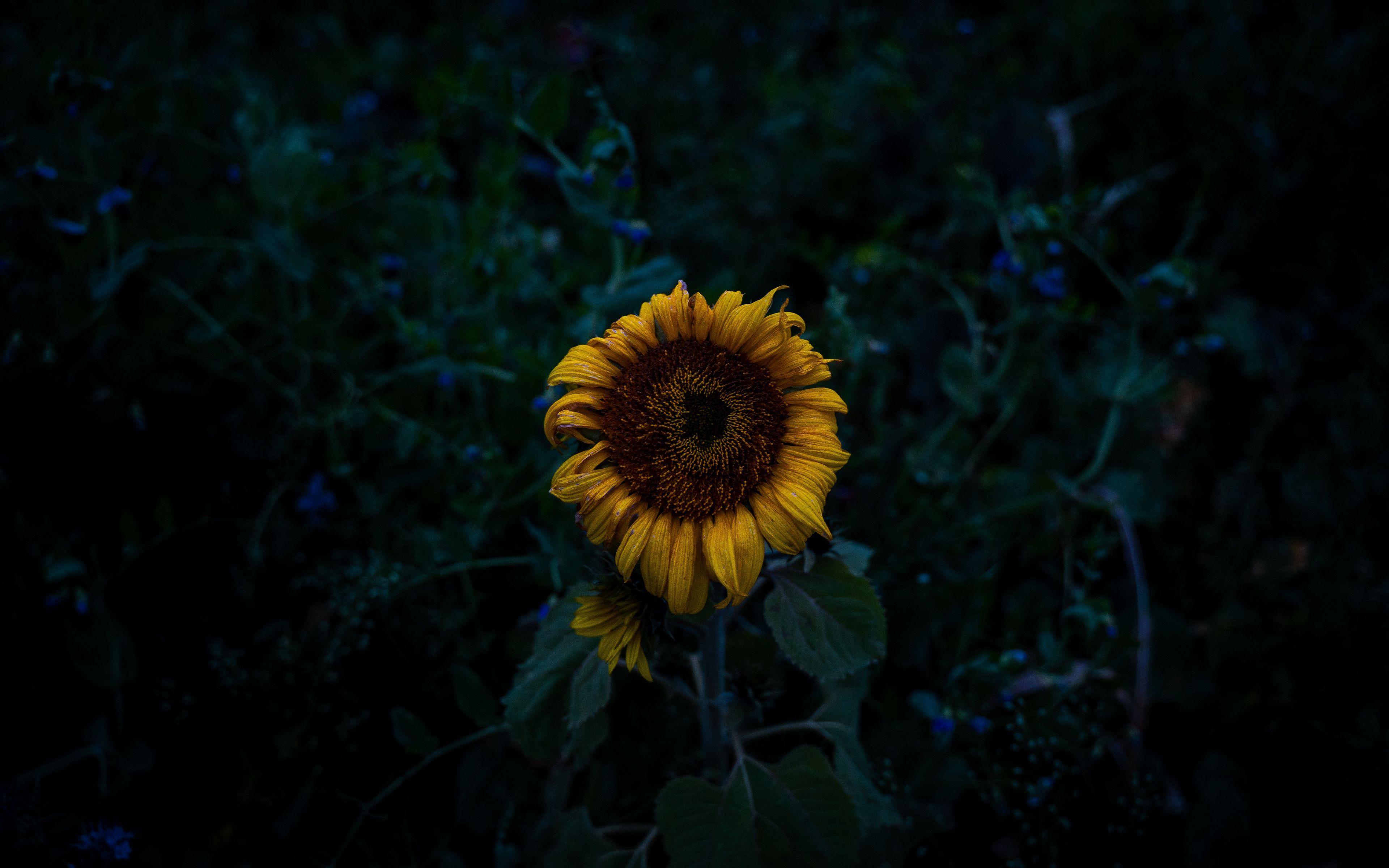 Sunflower 4k Wallpapers Top Free Sunflower 4k Backgrounds