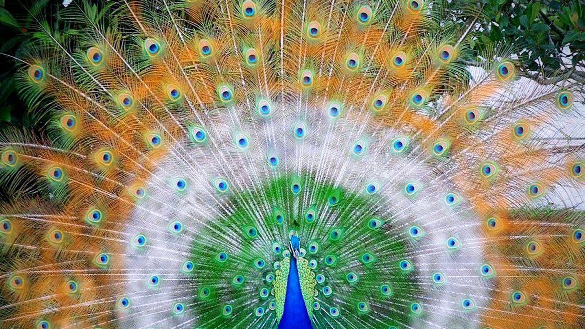 Peacock HD Wallpapers Top Free Peacock HD Backgrounds WallpaperAccess