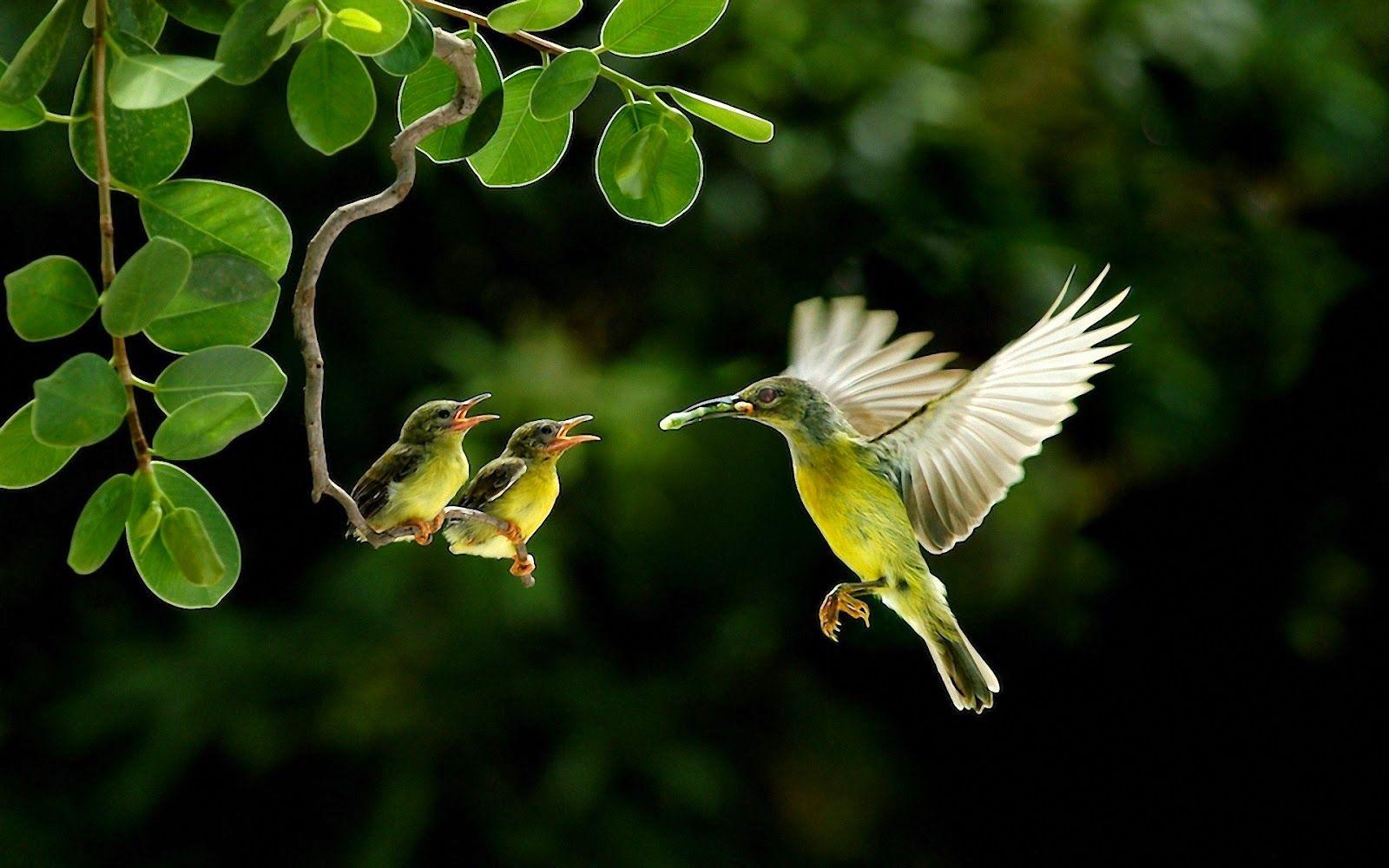 Cute Bird HD Wallpapers Top Free Cute Bird HD Backgrounds