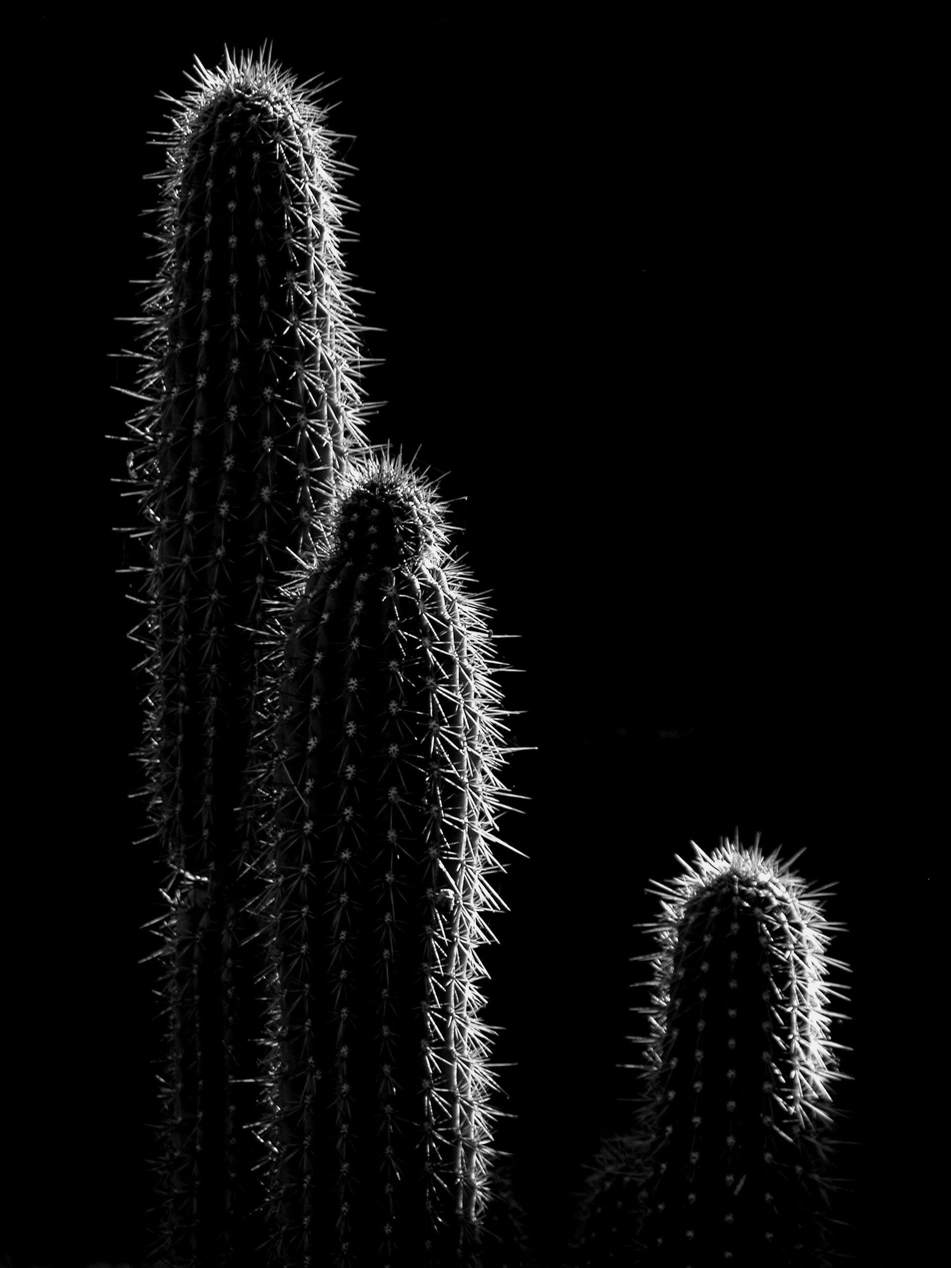 Cactus Black and White Wallpapers Top Free Cactus Black and White