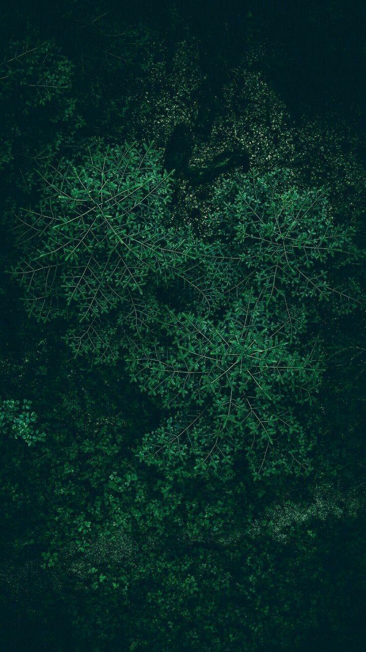 Dark Green Phone Wallpapers Top Free Dark Green Phone Backgrounds WallpaperAccess