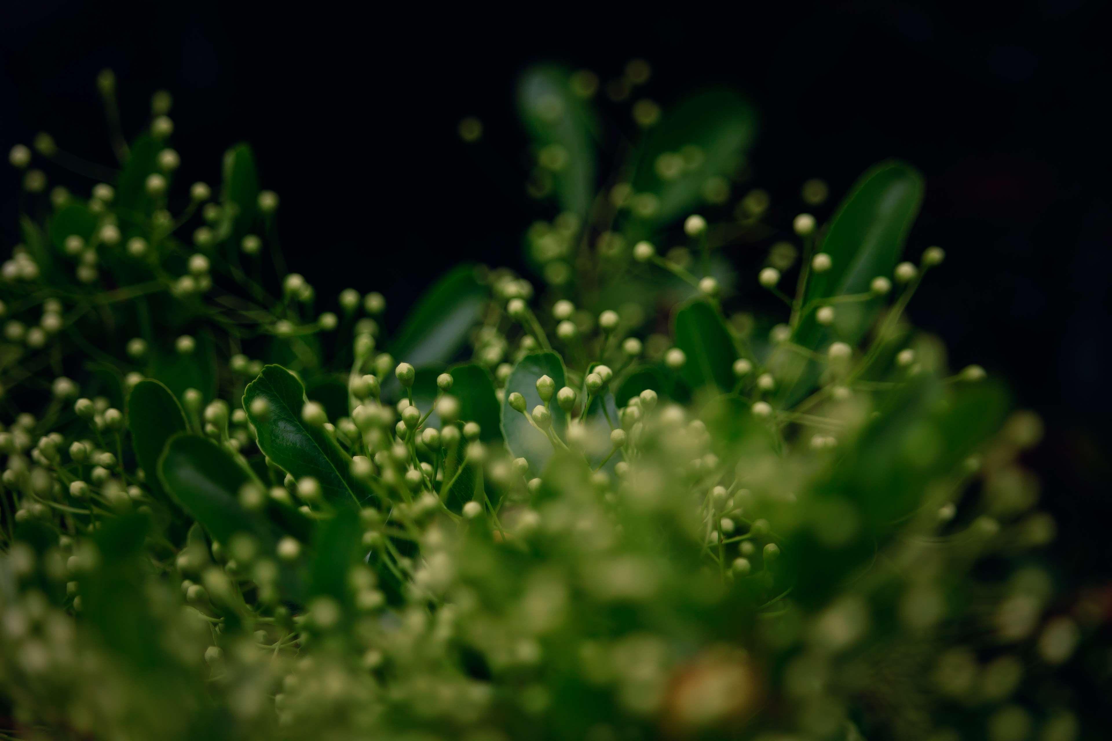 Dark Green Nature Wallpapers Top Free Dark Green Nature Backgrounds