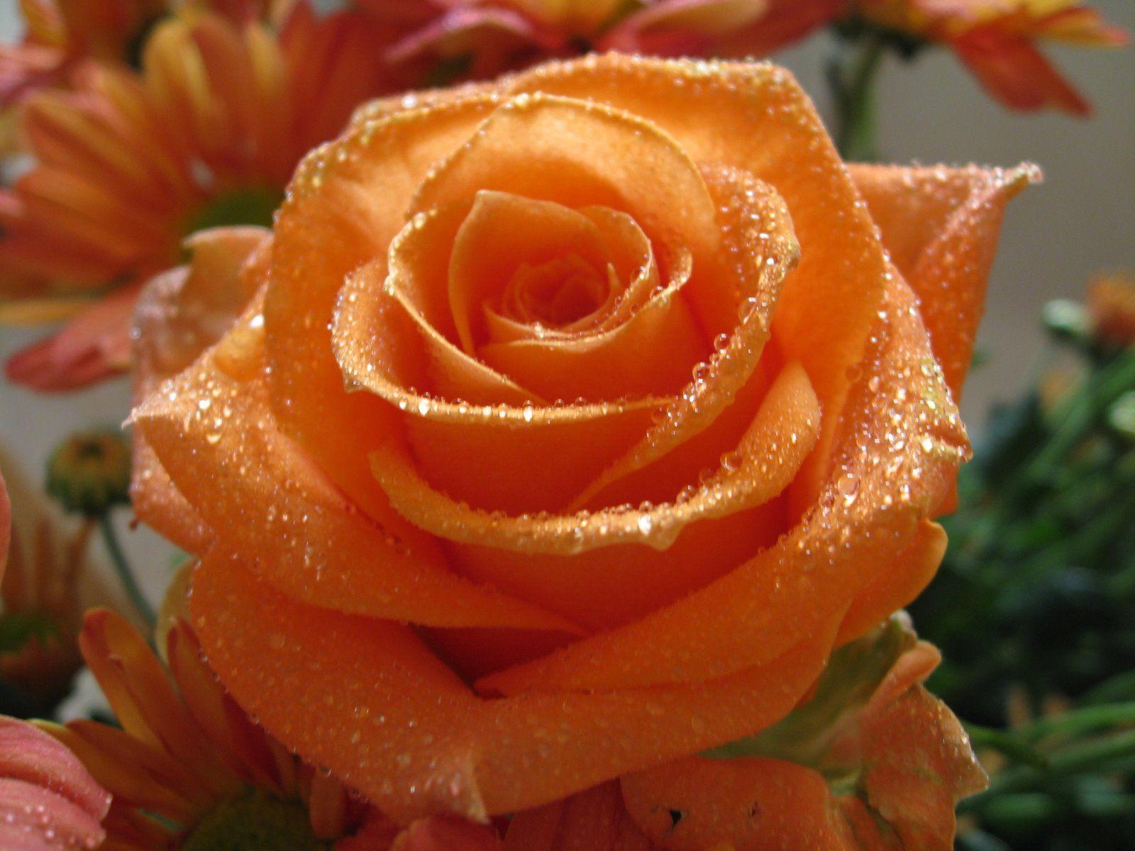Orange Roses Wallpapers Top Free Orange Roses Backgrounds