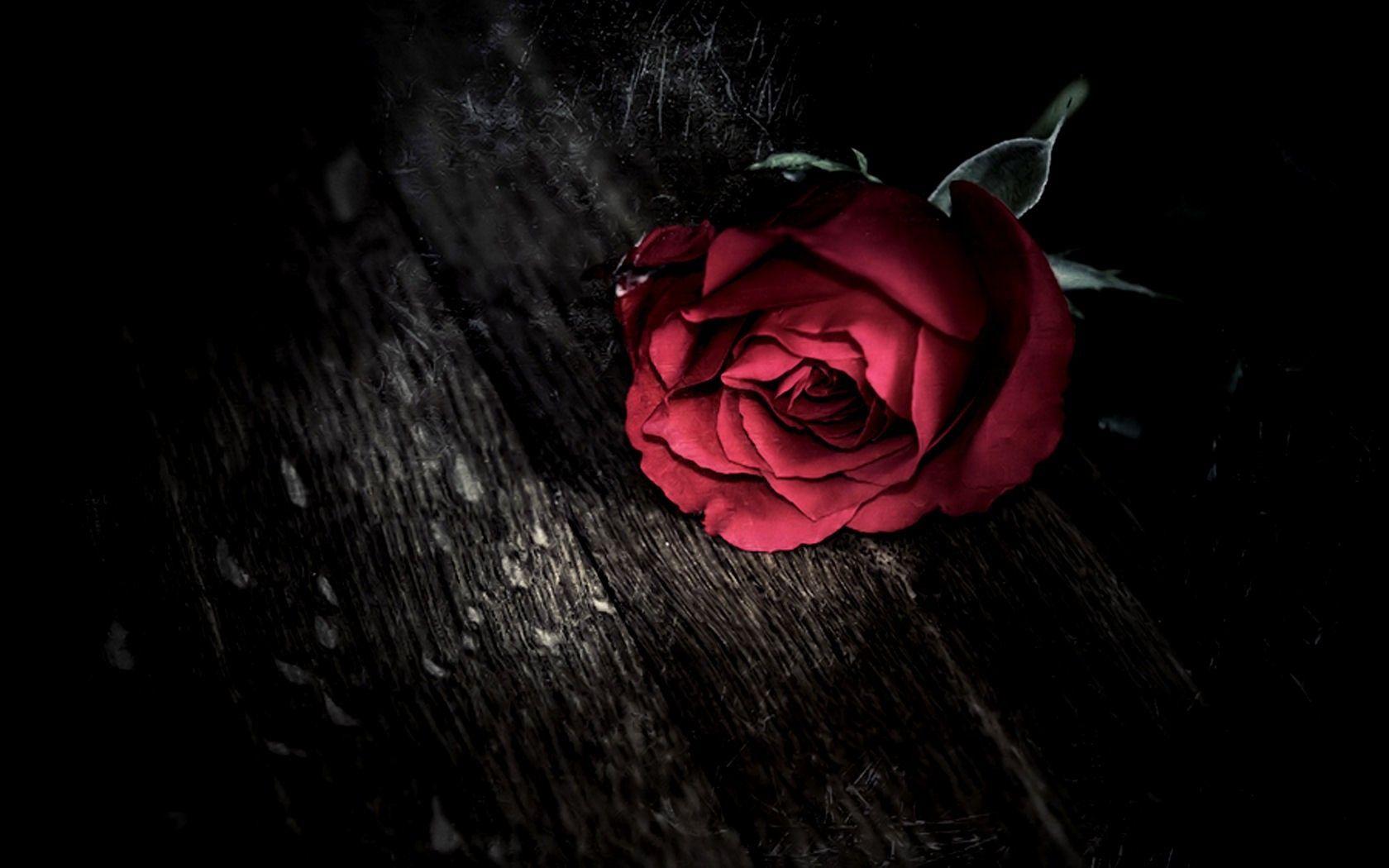 Gothic Roses HD Wallpapers Top Free Gothic Roses HD Backgrounds