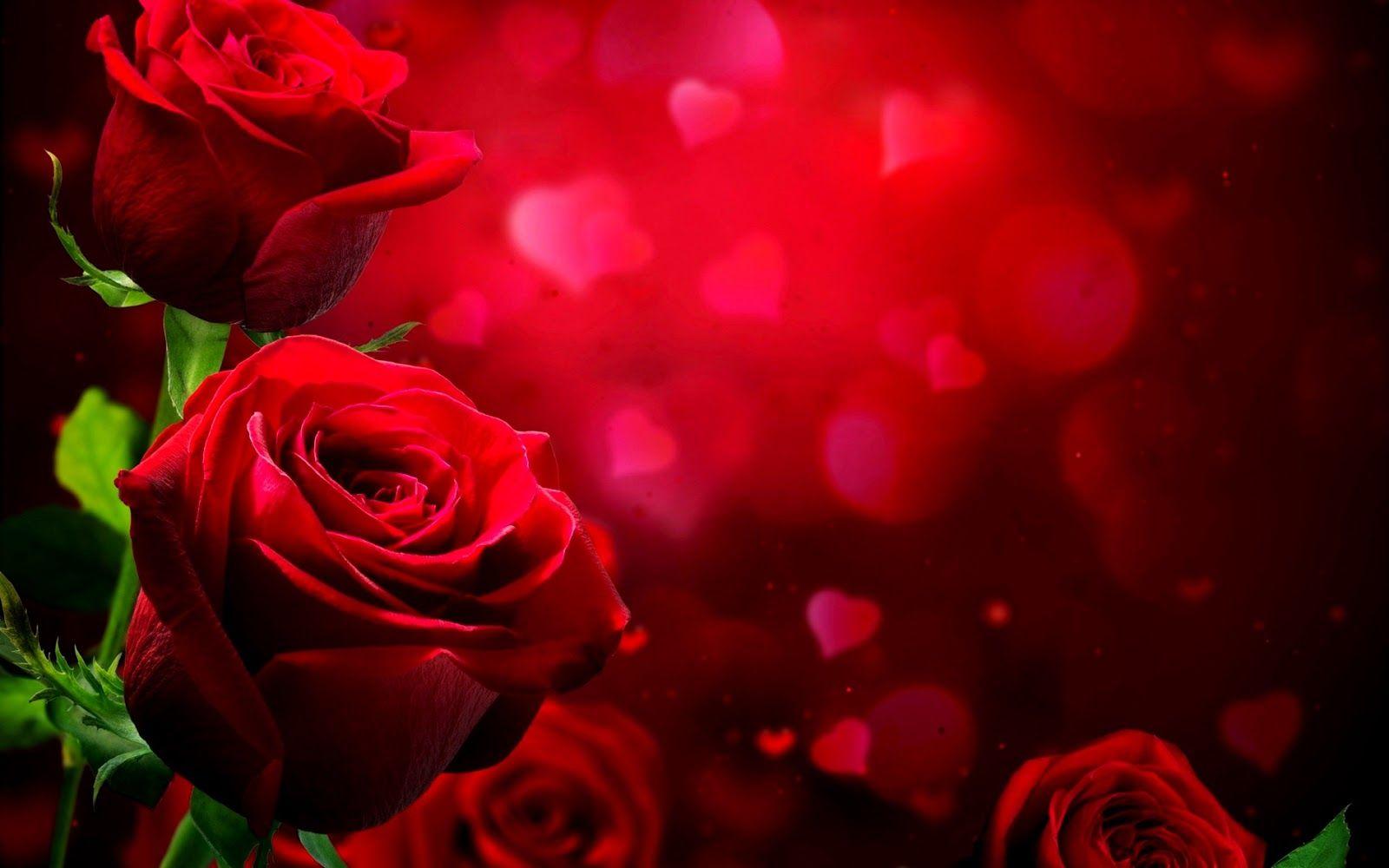 Love Rose HD Wallpapers Top Free Love Rose HD Backgrounds