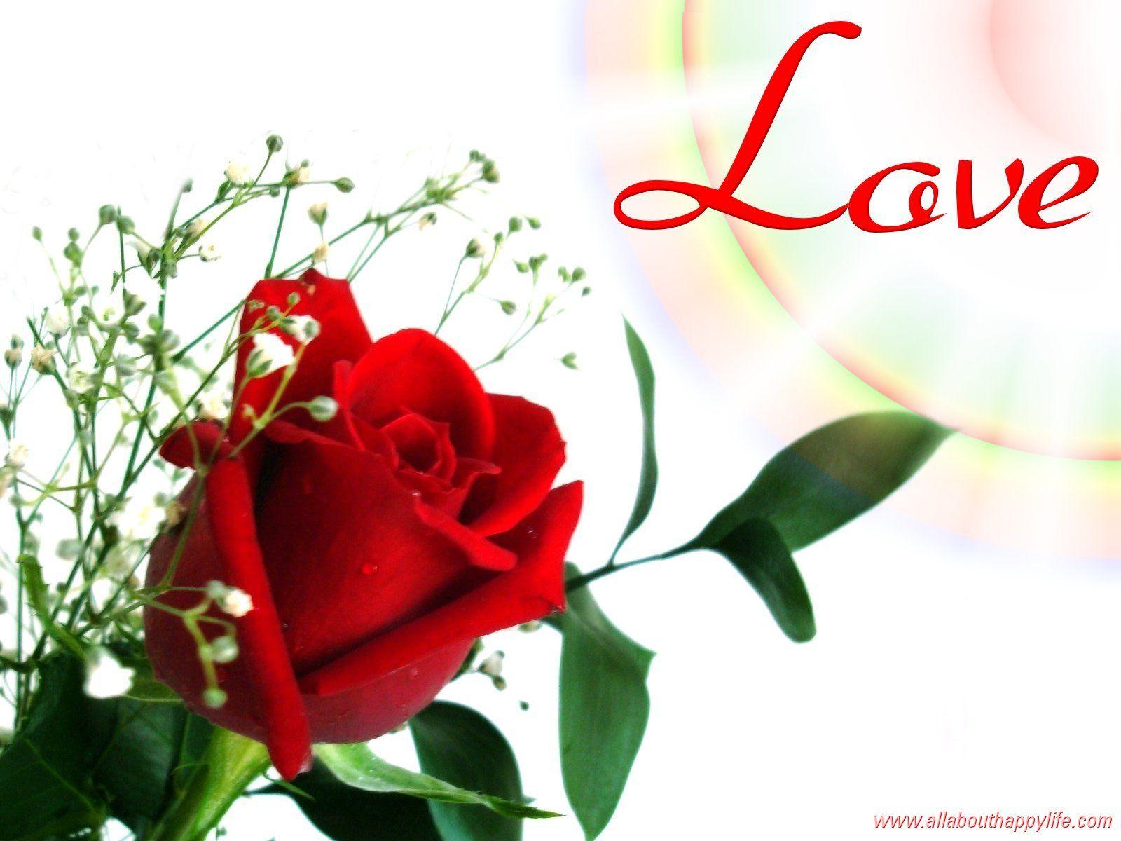 Love Rose HD Wallpapers Top Free Love Rose HD Backgrounds