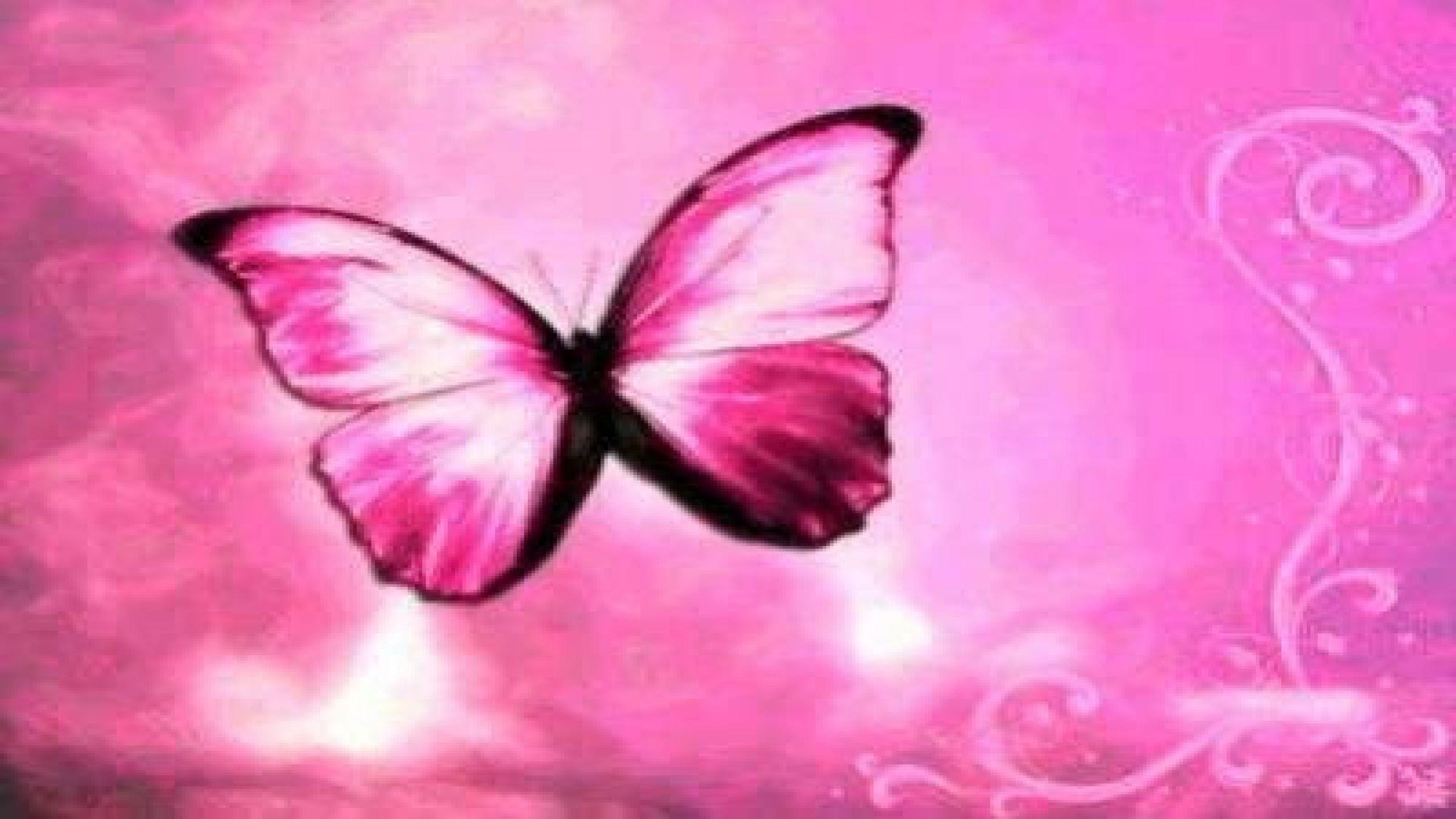 Pink Butterfly Wallpapers Top Free Pink Butterfly Backgrounds WallpaperAccess