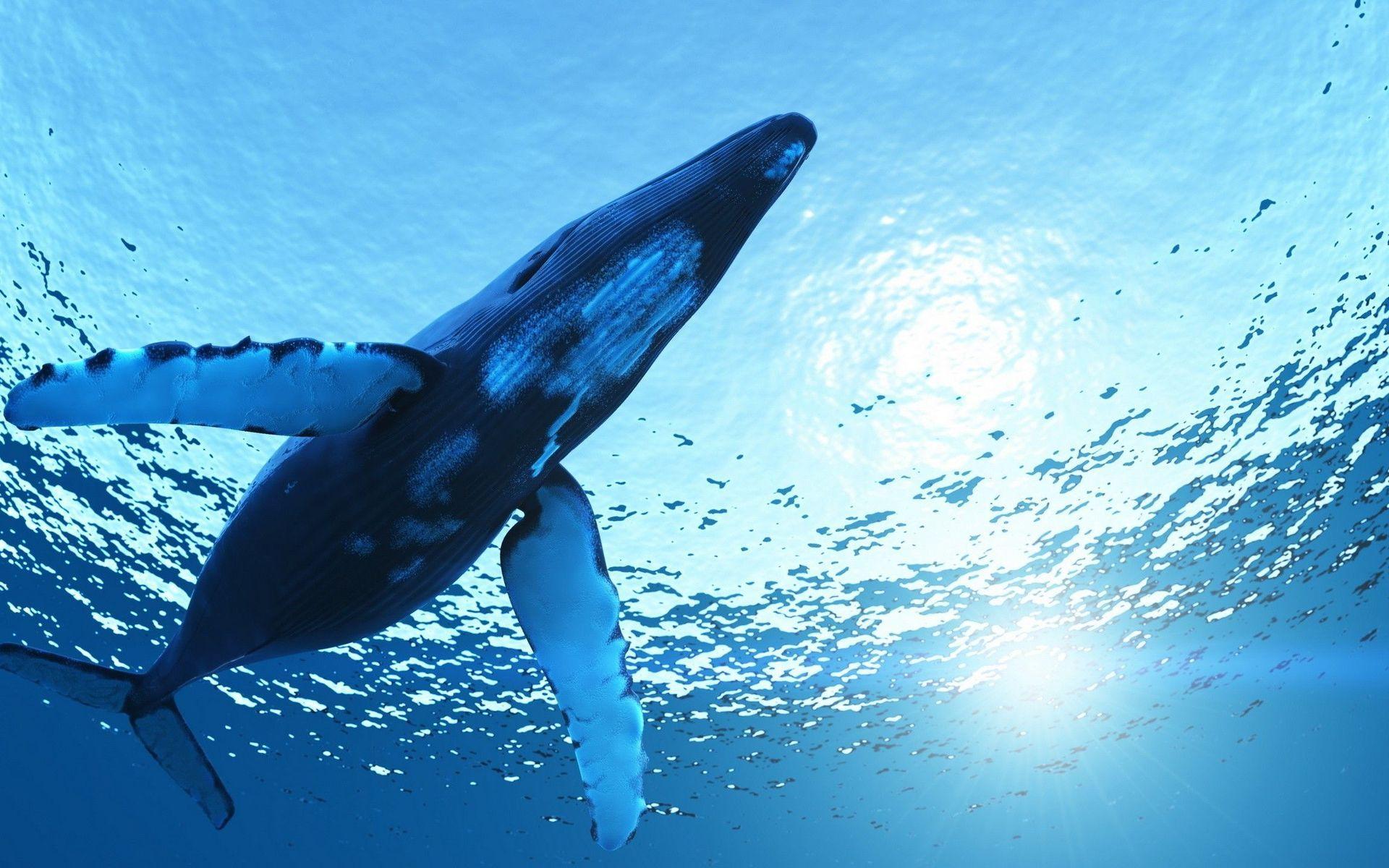 Beautiful Whales Desktop Wallpapers Top Free Beautiful Whales Desktop