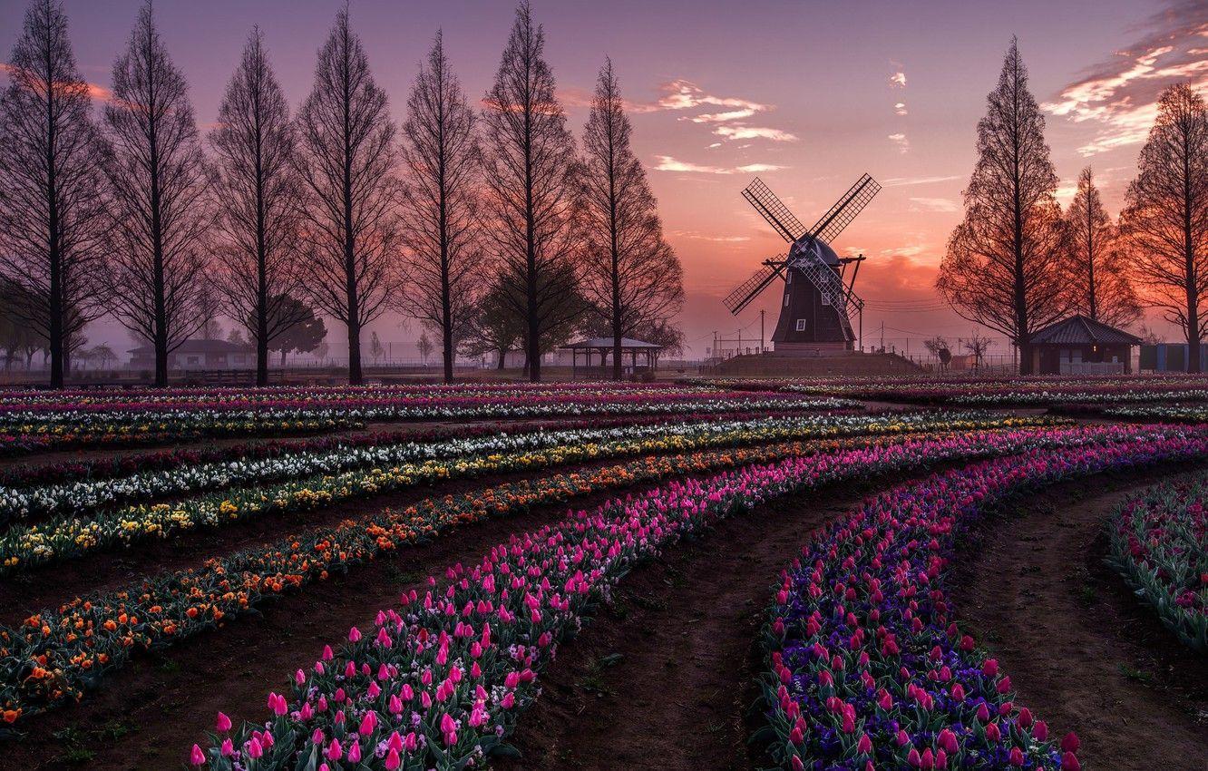 Holland Tulips Wallpapers Top Free Holland Tulips Backgrounds