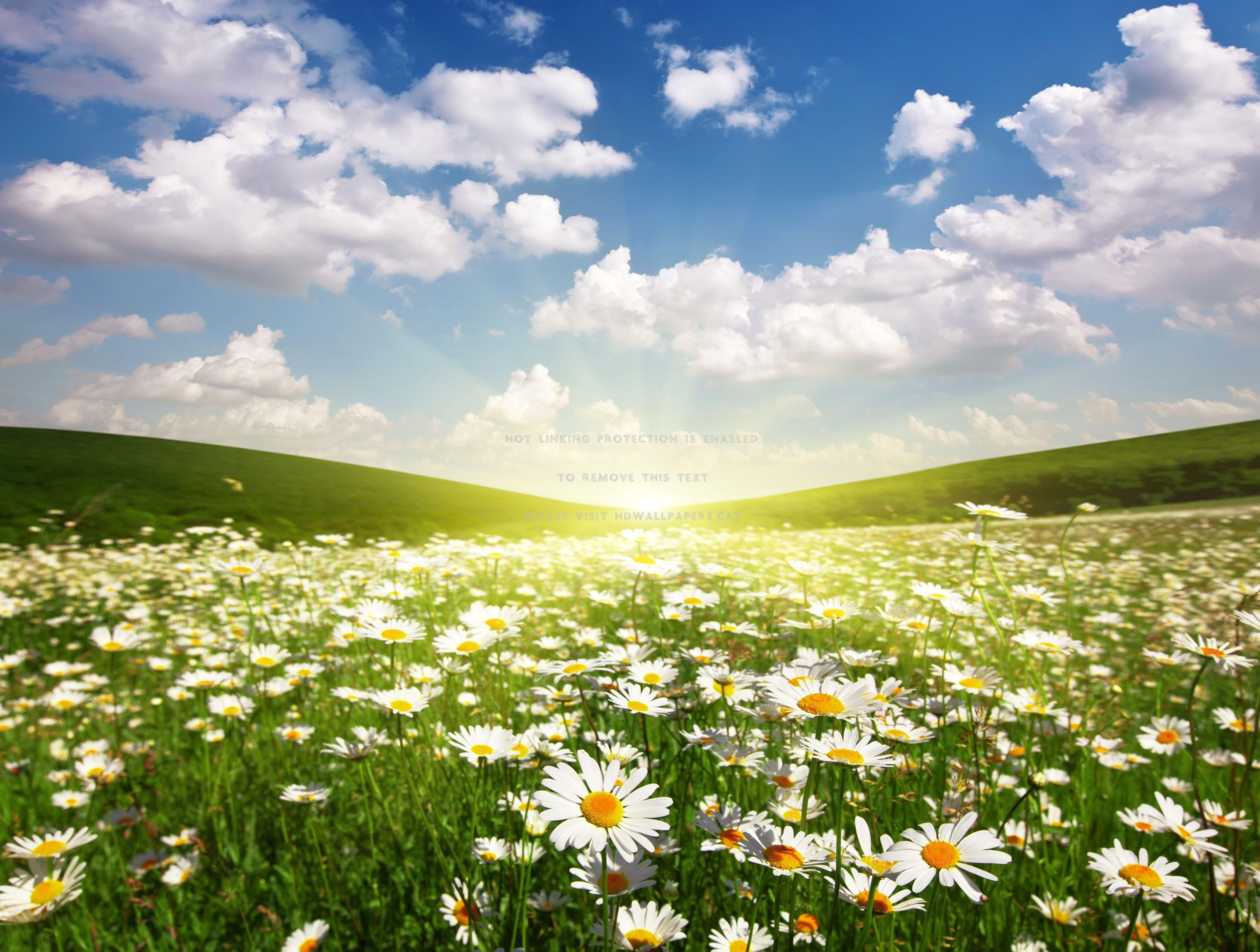 Spring Sunshine Wallpapers Top Free Spring Sunshine Backgrounds