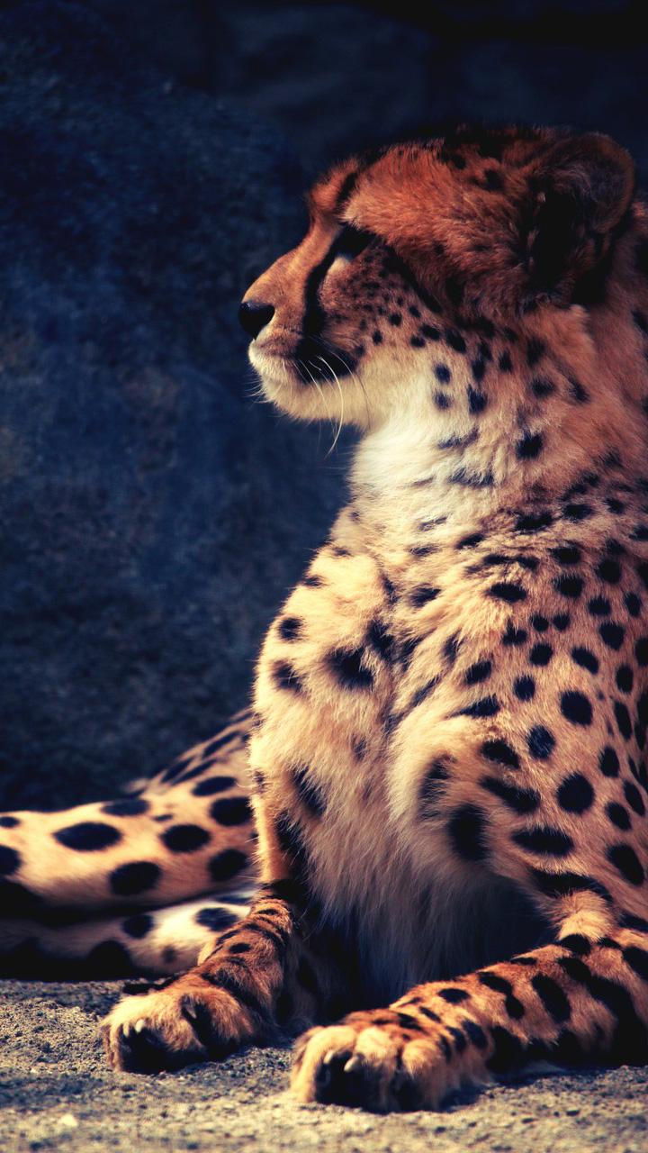 Leopard Phone Wallpapers Top Free Leopard Phone Backgrounds WallpaperAccess
