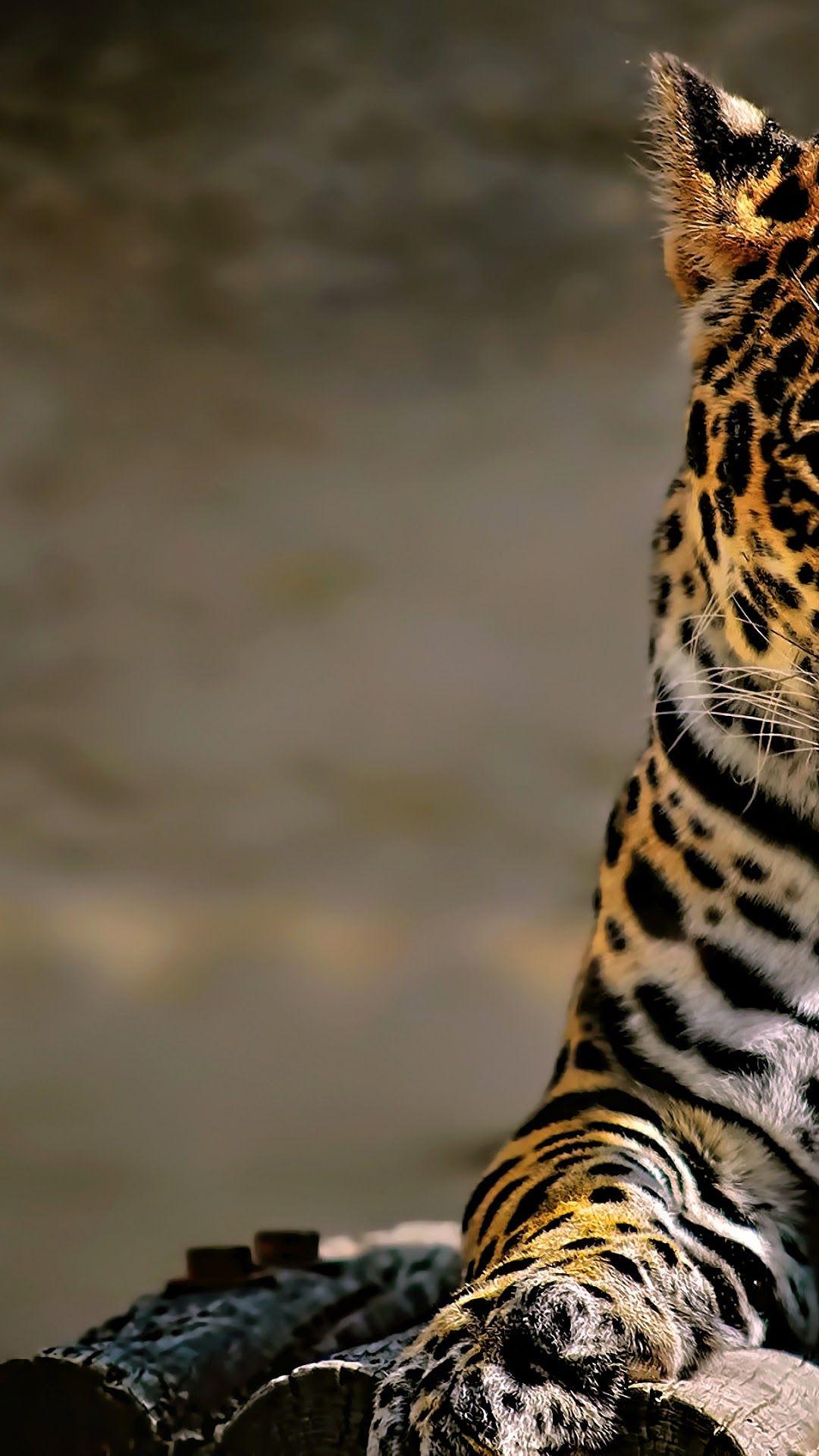 Leopard Phone Wallpapers Top Free Leopard Phone Backgrounds