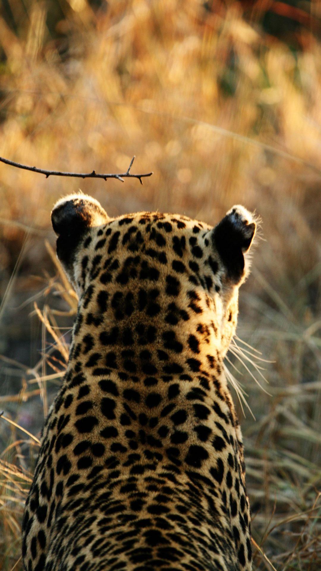 Leopard Phone Wallpapers Top Free Leopard Phone Backgrounds WallpaperAccess