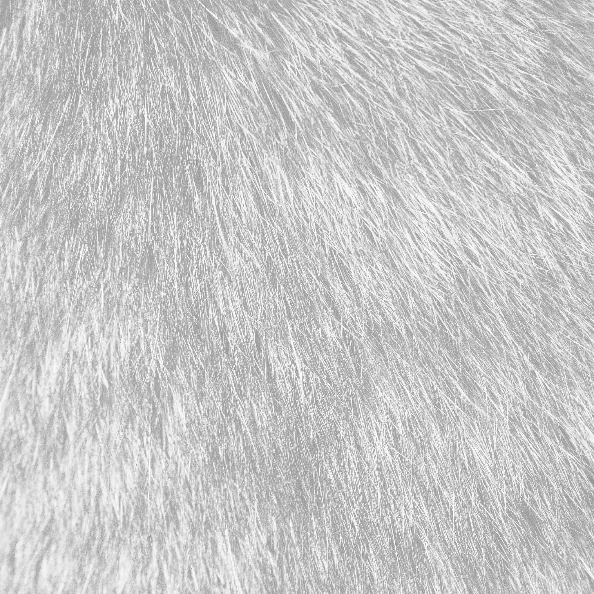 White Fur Wallpapers Top Free White Fur Backgrounds WallpaperAccess