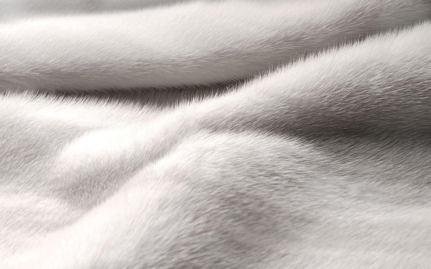 White Fur Wallpapers Top Free White Fur Backgrounds WallpaperAccess