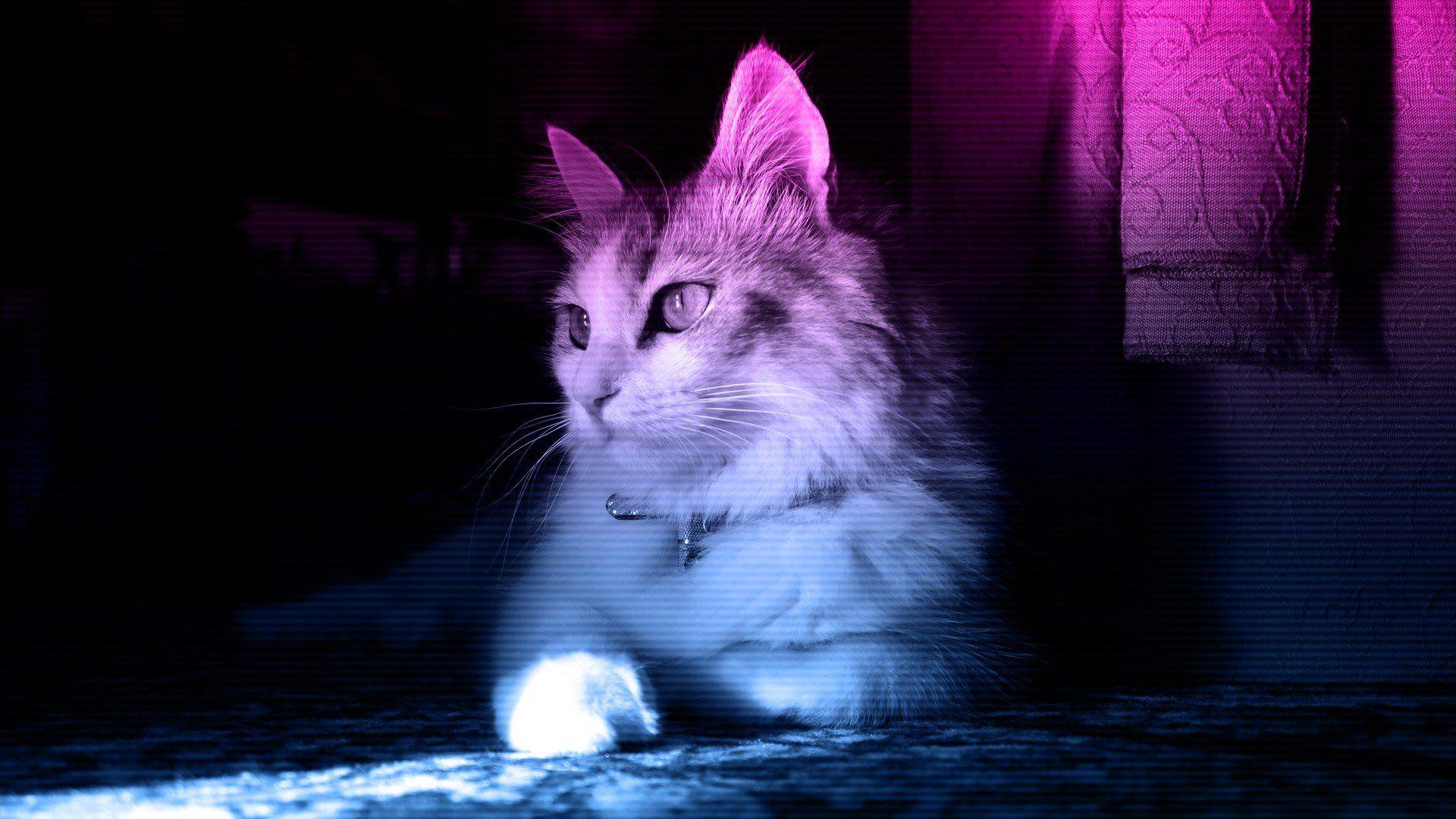 Neon Cat HD Wallpapers Top Free Neon Cat HD Backgrounds WallpaperAccess
