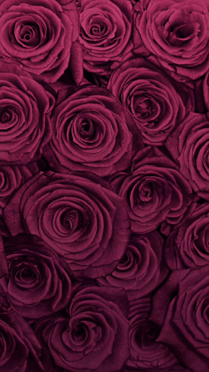 Maroon Roses Wallpapers Top Free Maroon Roses Backgrounds