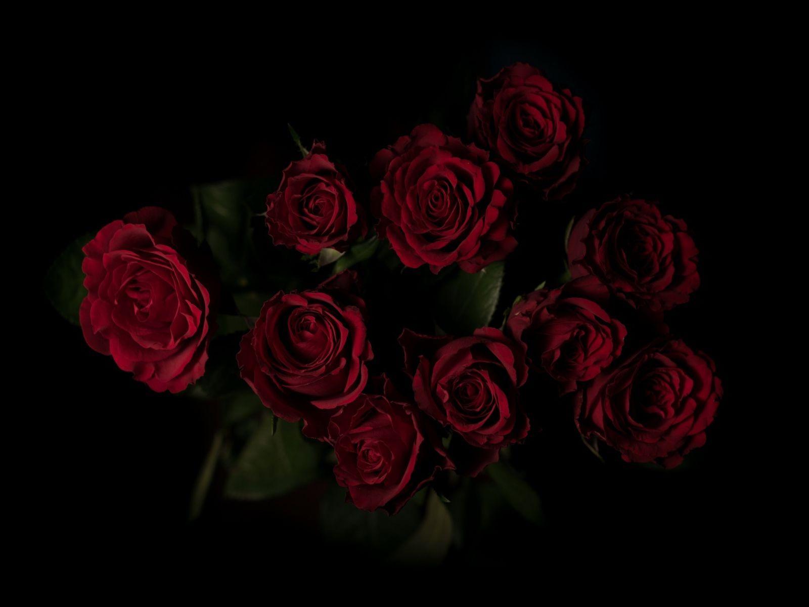 Maroon Roses Wallpapers Top Free Maroon Roses Backgrounds