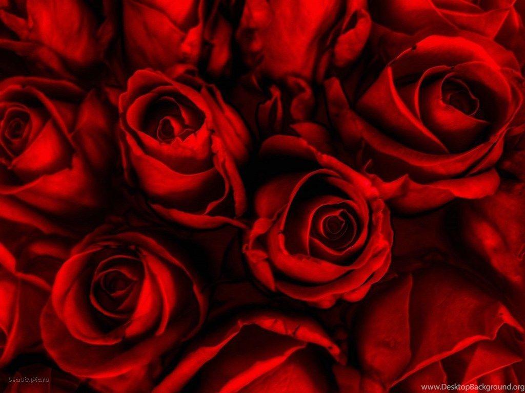 Maroon Roses Wallpapers Top Free Maroon Roses Backgrounds