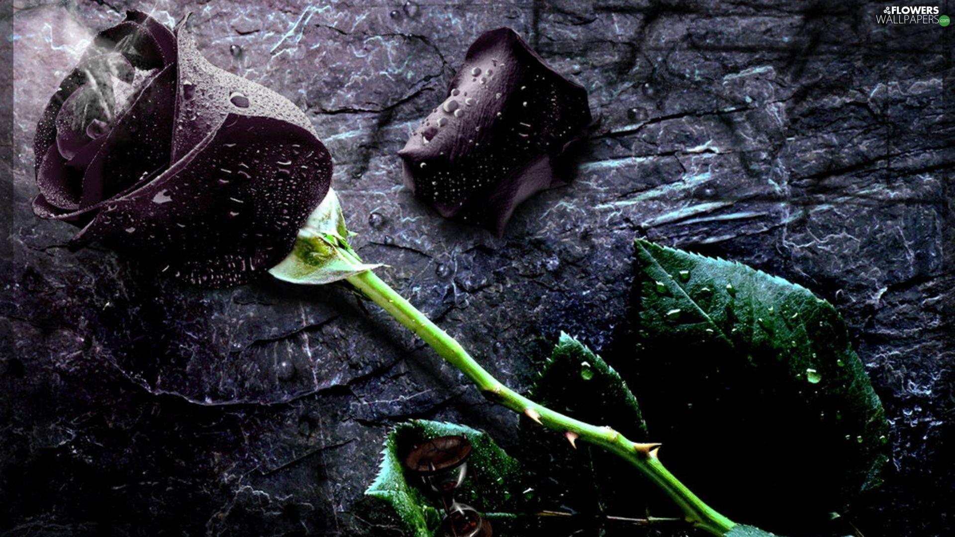 Maroon Roses Wallpapers Top Free Maroon Roses Backgrounds