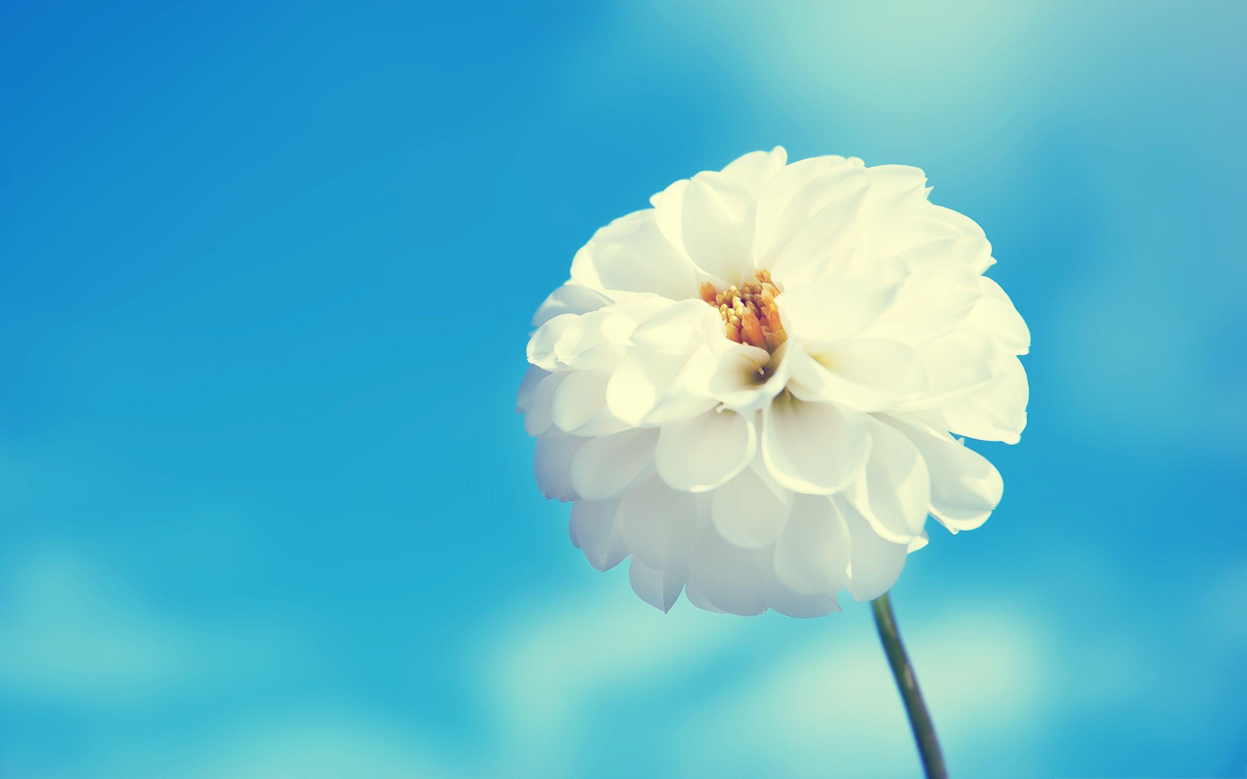 Calming Flower Wallpapers Top Free Calming Flower Backgrounds