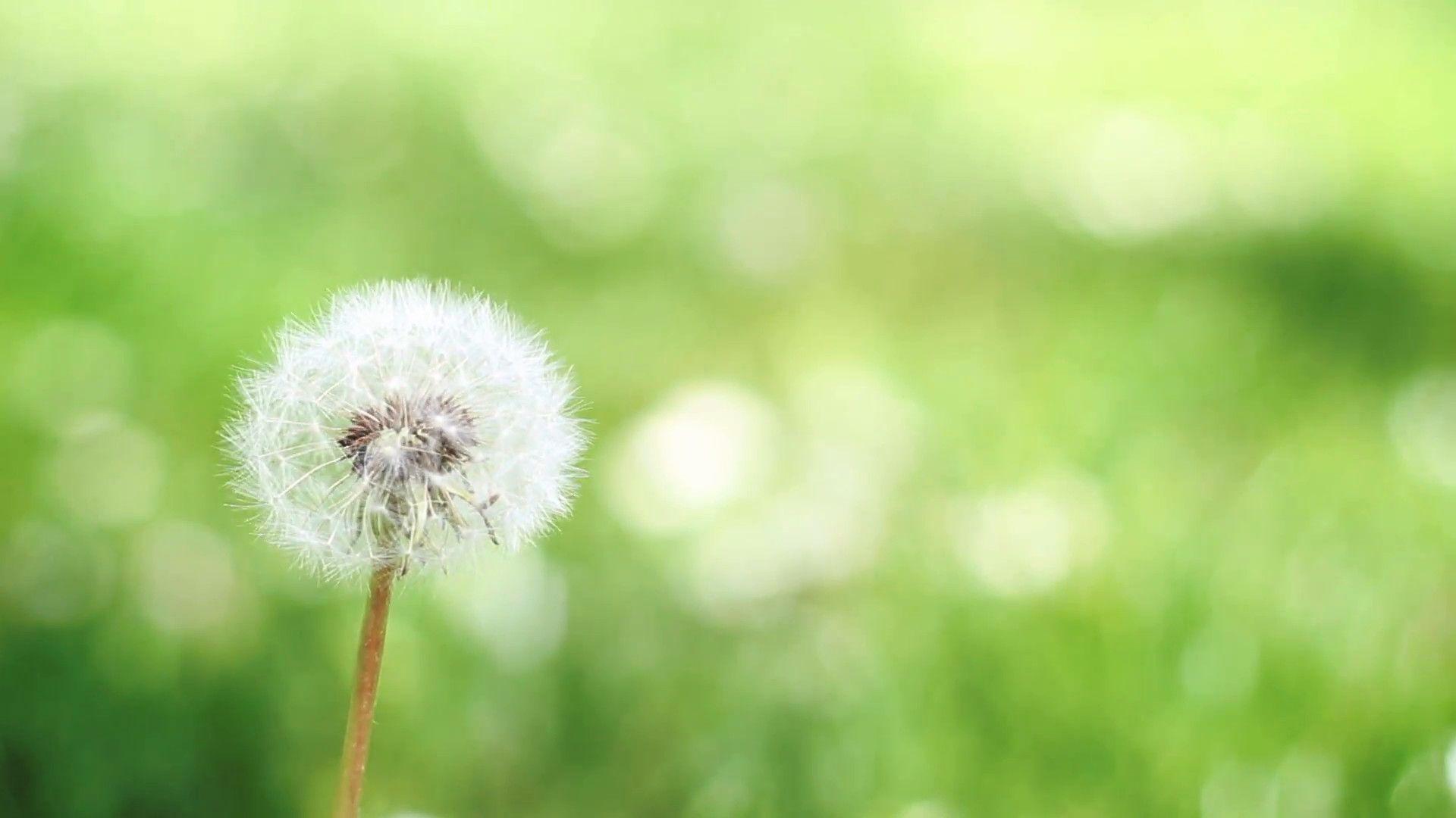 Calming Flower Wallpapers Top Free Calming Flower Backgrounds