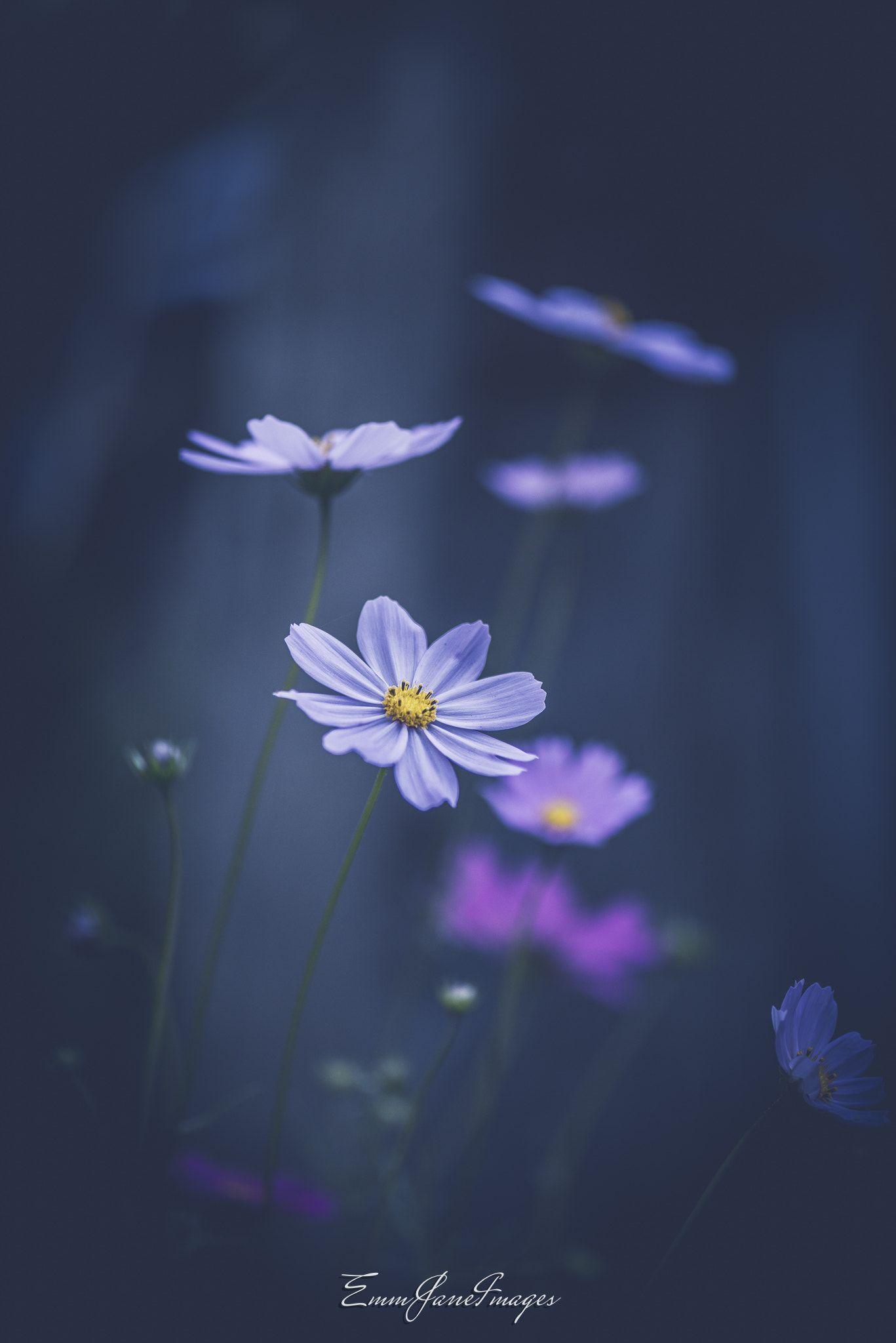 Calming Flower Wallpapers Top Free Calming Flower Backgrounds