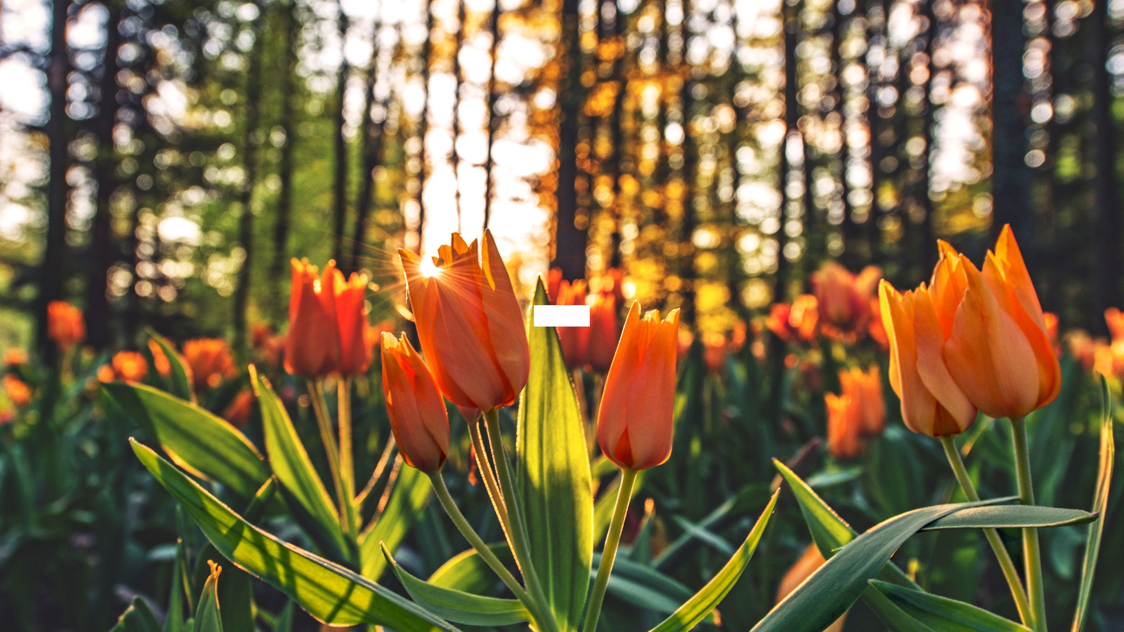 Calming Flower Wallpapers Top Free Calming Flower Backgrounds