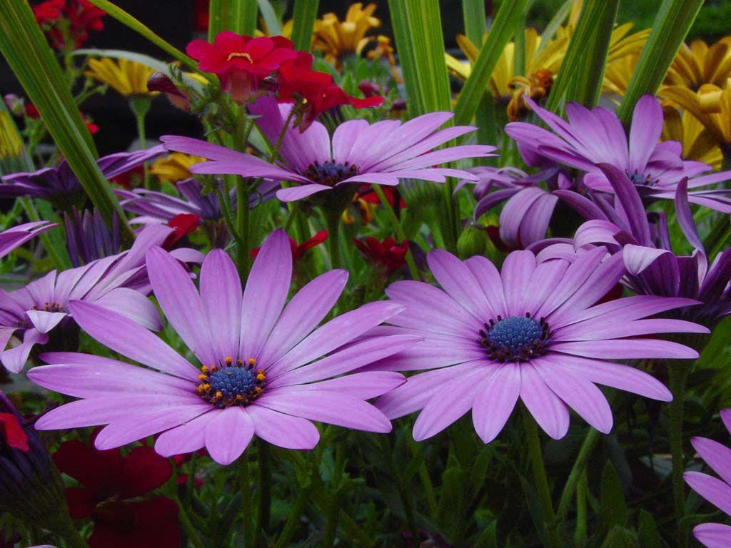 Calming Flower Wallpapers Top Free Calming Flower Backgrounds