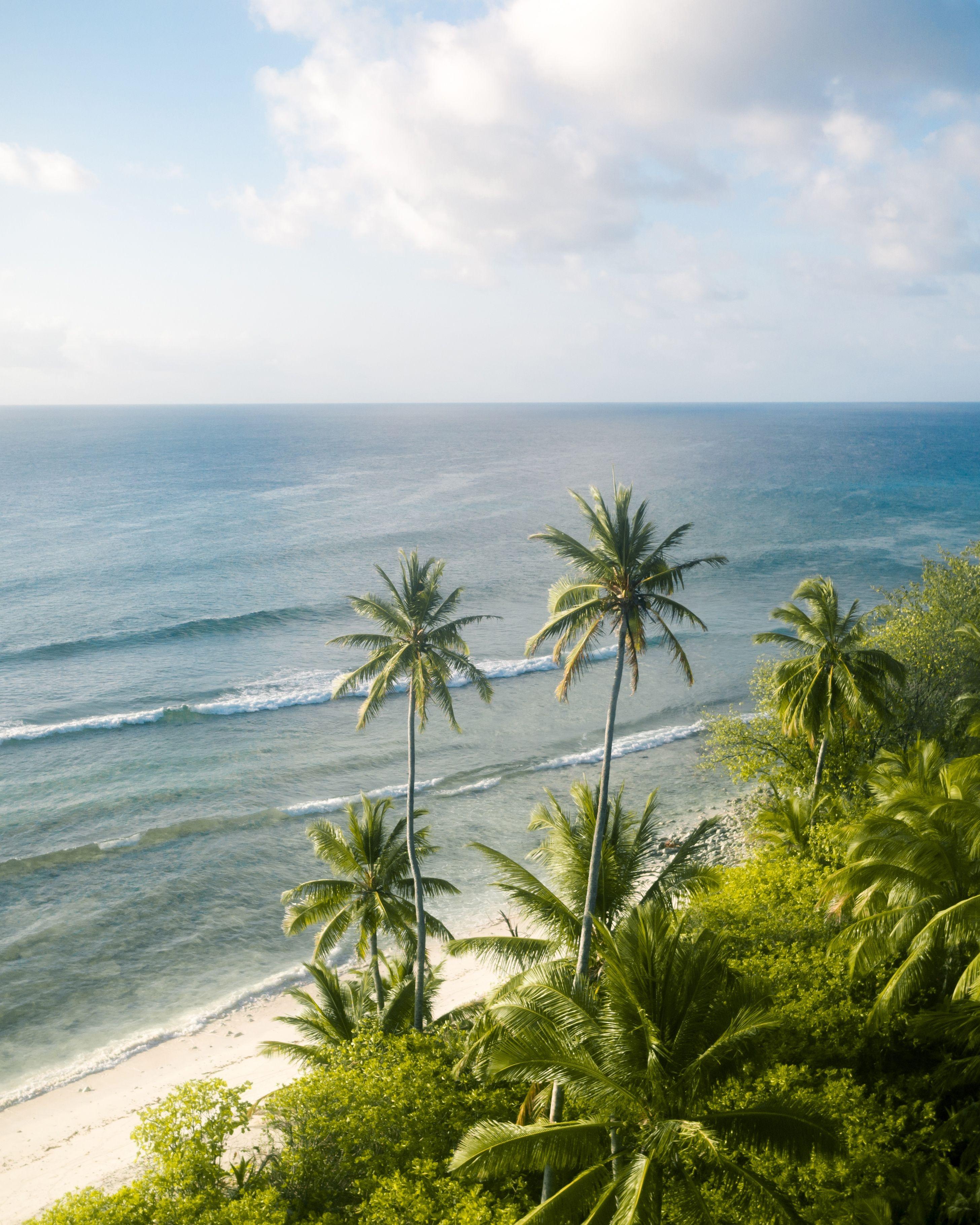 Jungle Beach Wallpapers Top Free Jungle Beach Backgrounds