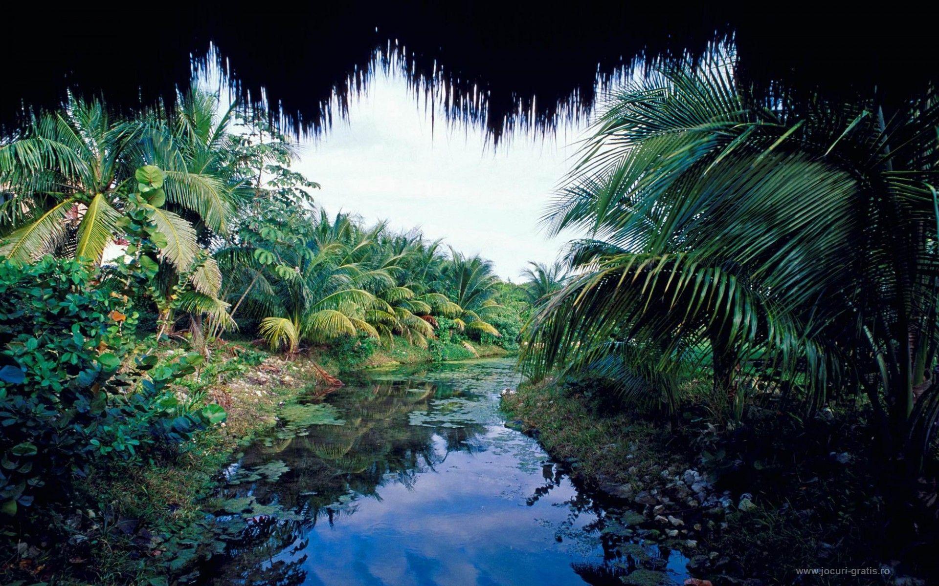 Jungle Beach Wallpapers Top Free Jungle Beach Backgrounds