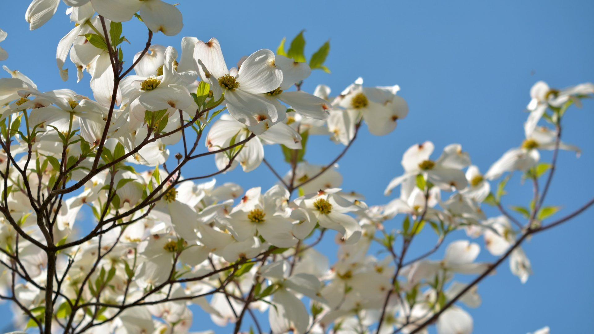 Dogwood Tree Wallpapers Top Free Dogwood Tree Backgrounds