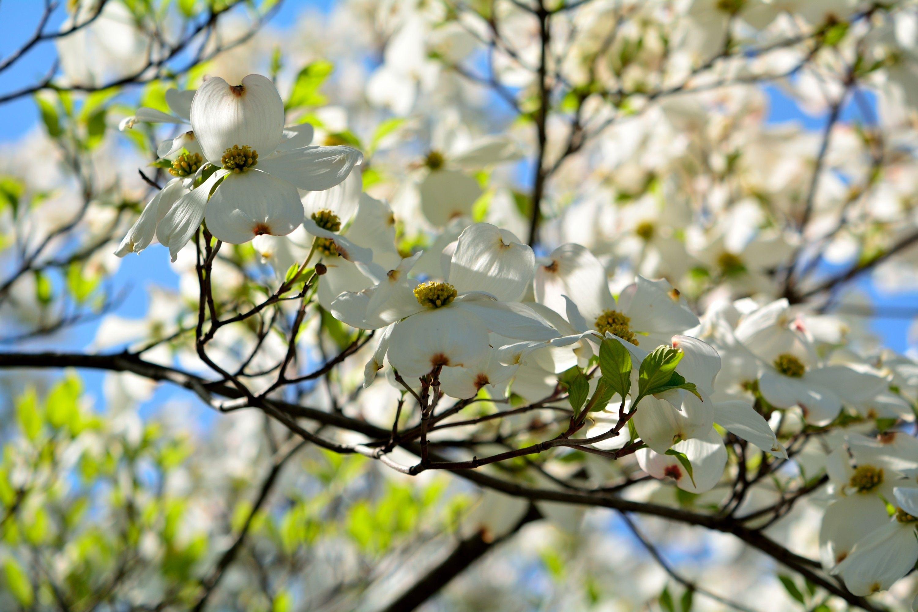 Dogwood Tree Wallpapers Top Free Dogwood Tree Backgrounds