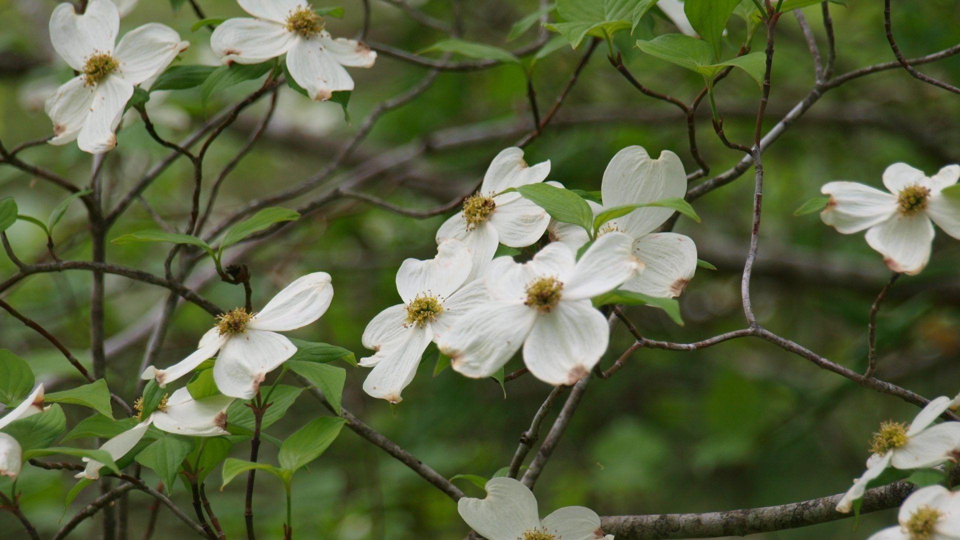 Dogwood Tree Wallpapers Top Free Dogwood Tree Backgrounds
