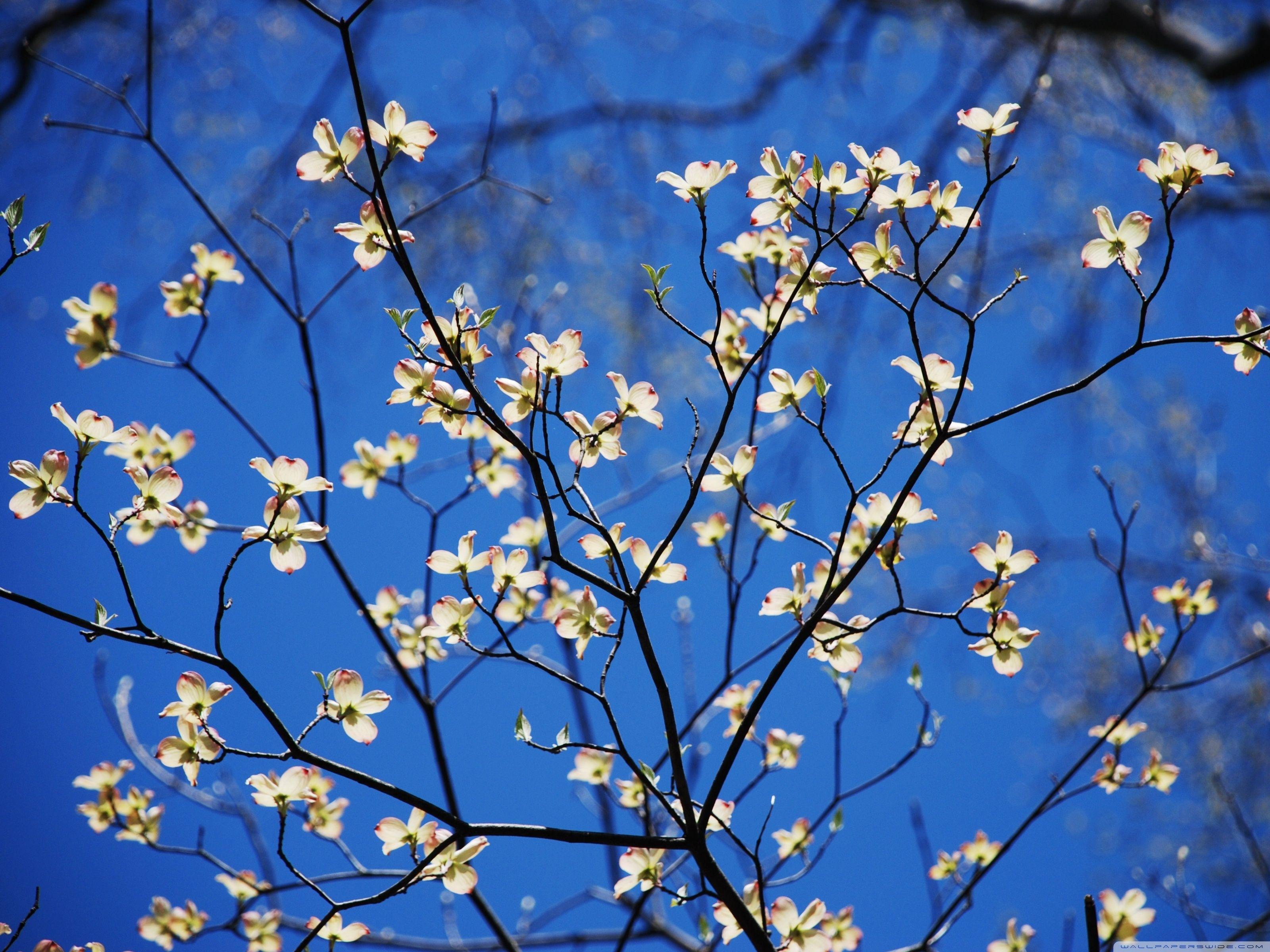 Dogwood Tree Wallpapers Top Free Dogwood Tree Backgrounds